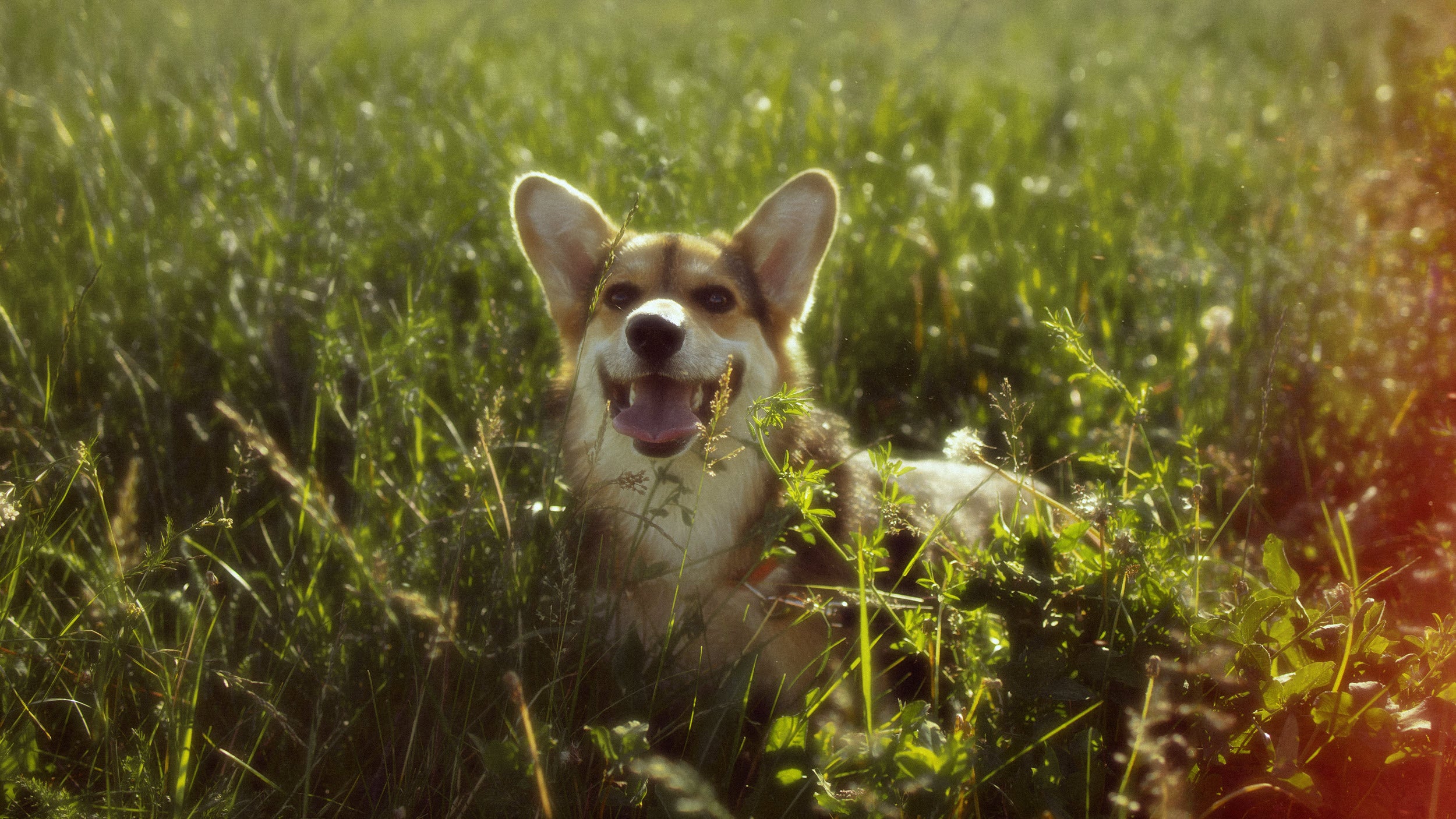 Ist es möglich, dass ein Garten das Spazierengehen mit dem Hund ersetzt?