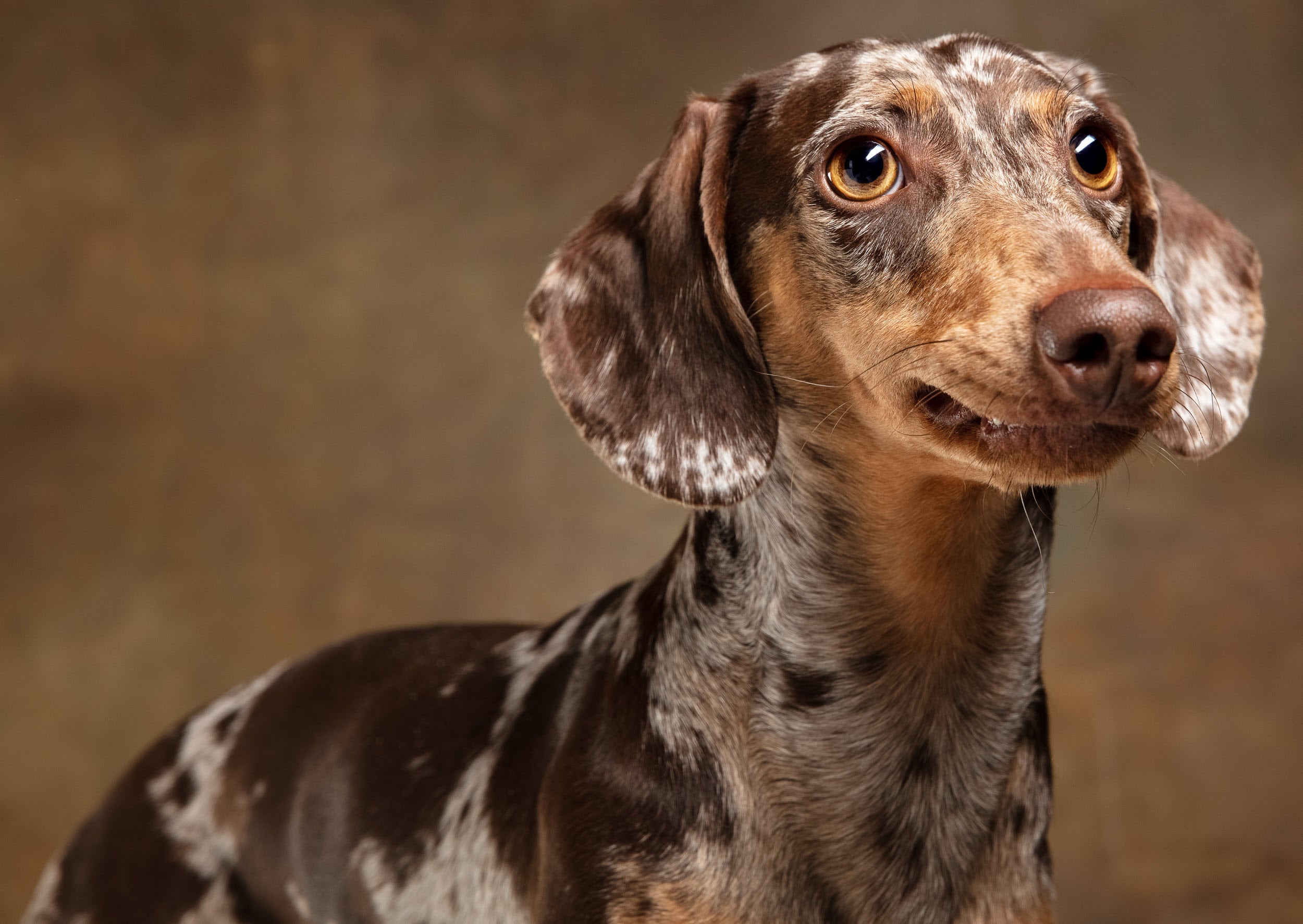 Dackel: Porträt eines kleinen Hundes mit großer Persönlichkeit