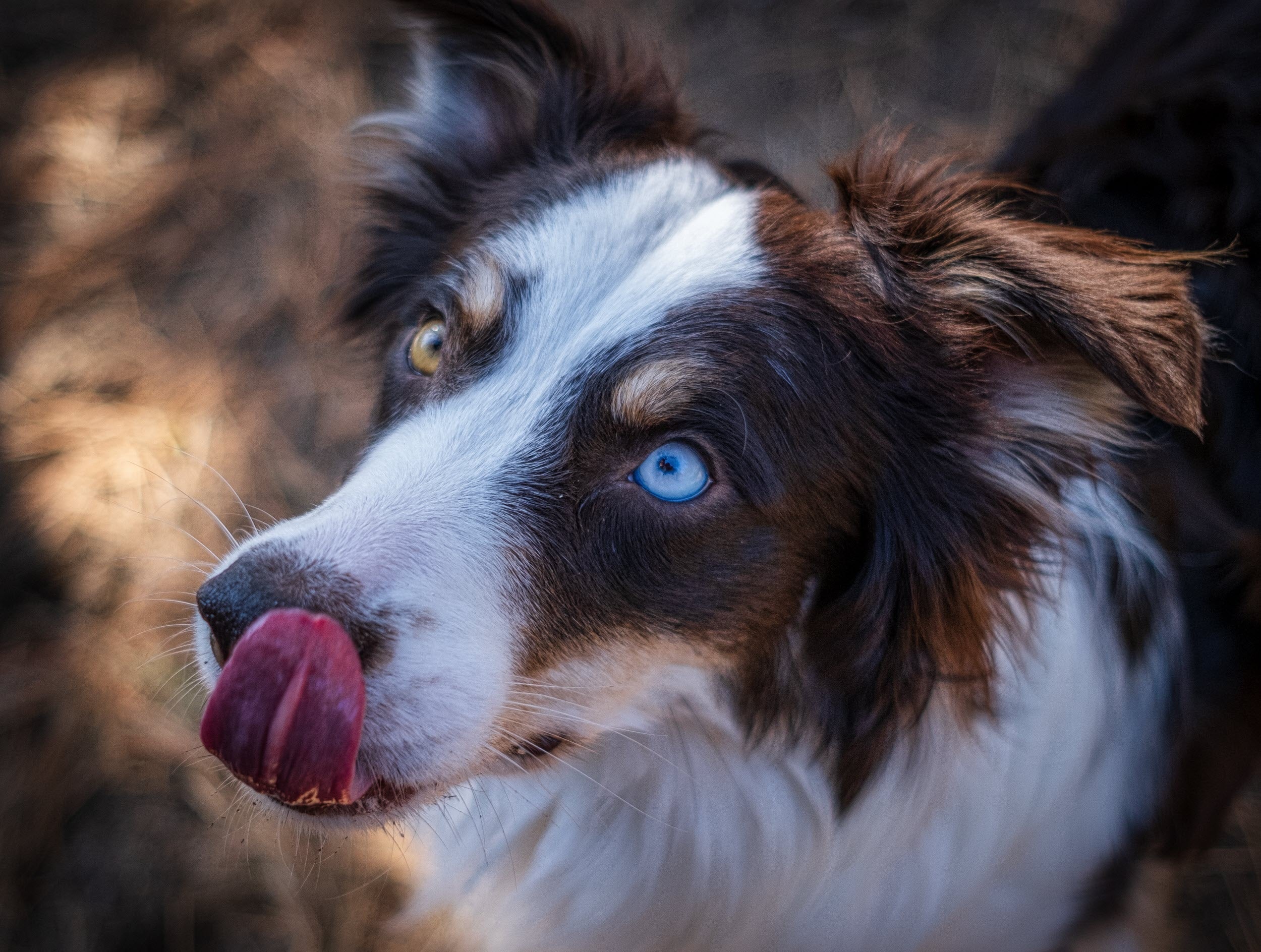 Sind Hunde in der Lage, Farben zu sehen