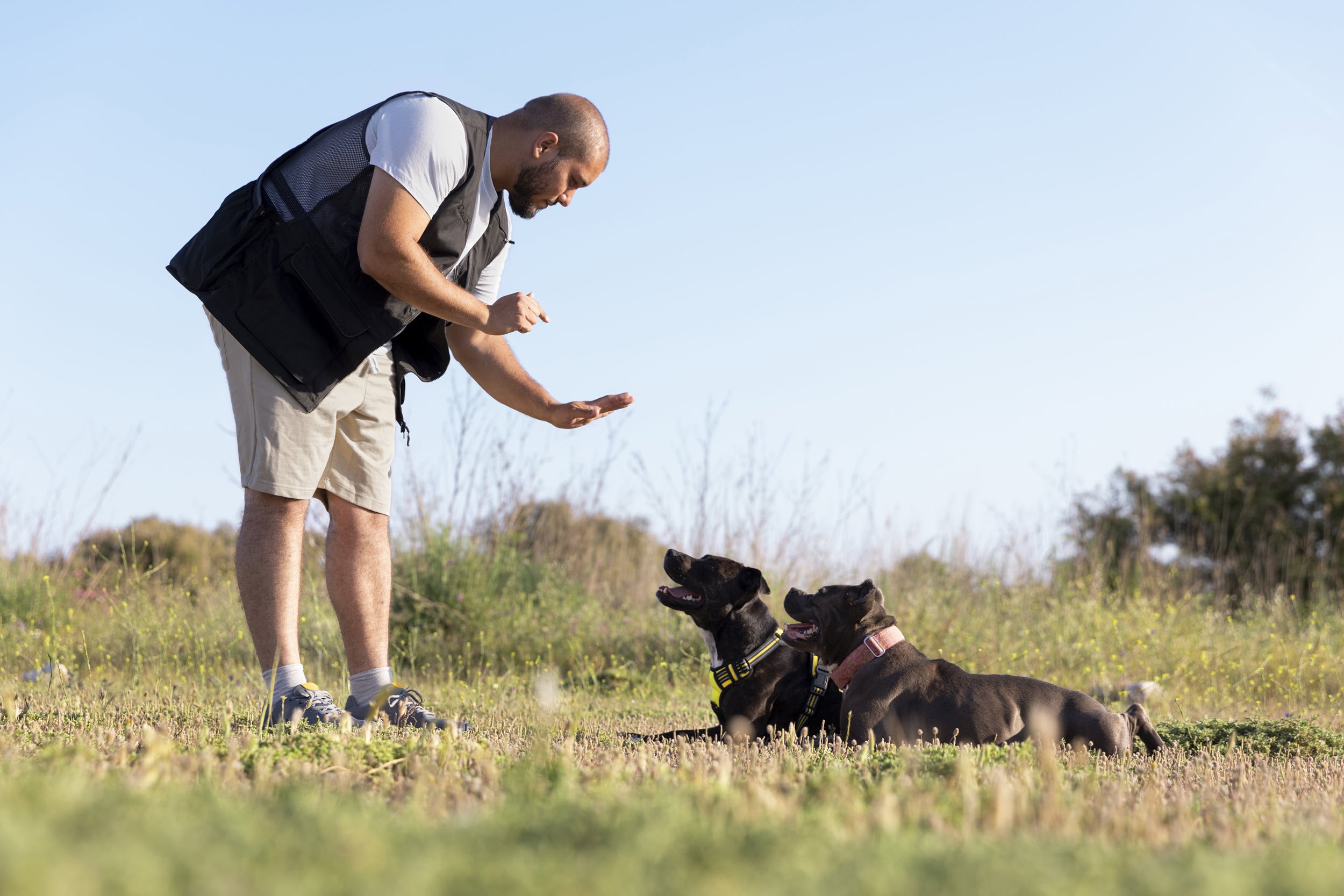 Diese Fehler sollten vermieden werden, um ein erfolgreiches Hundetraining zu sichern