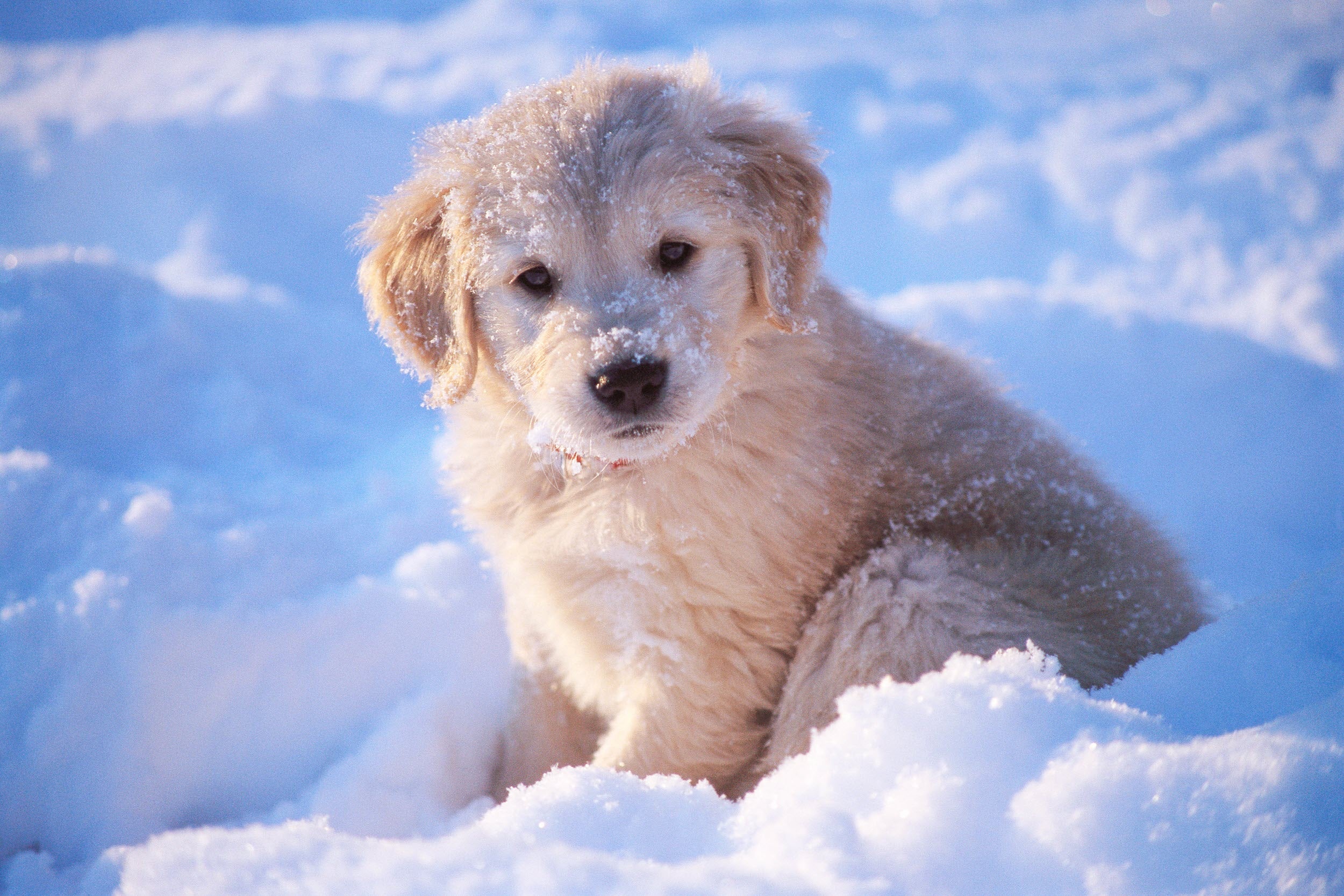 Hund spielt im Schnee, Hundegesundheit Winter, Hund vermeidet Schneefressen
