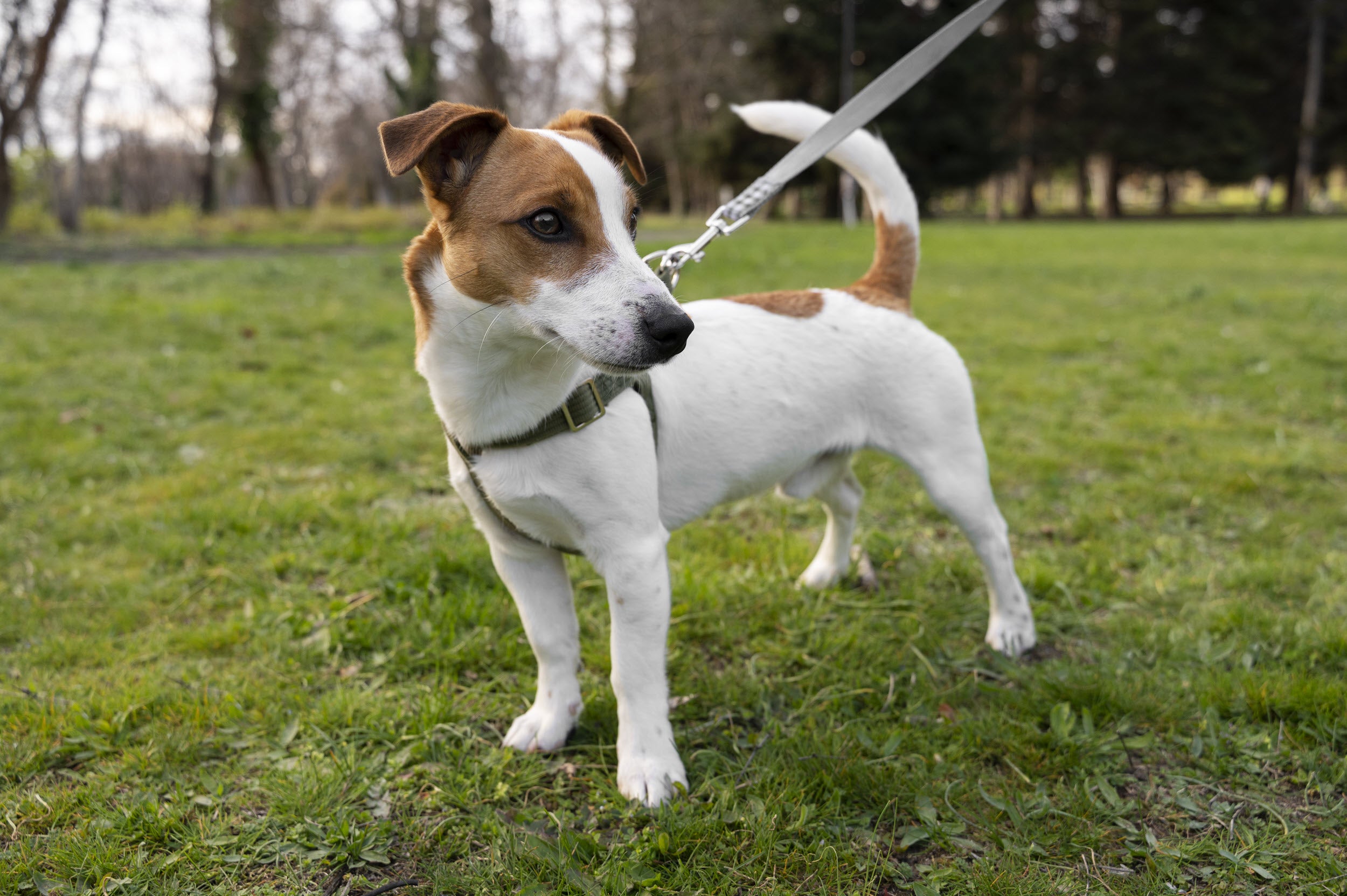 Was Schwanzwedeln beim Hund bedeutet