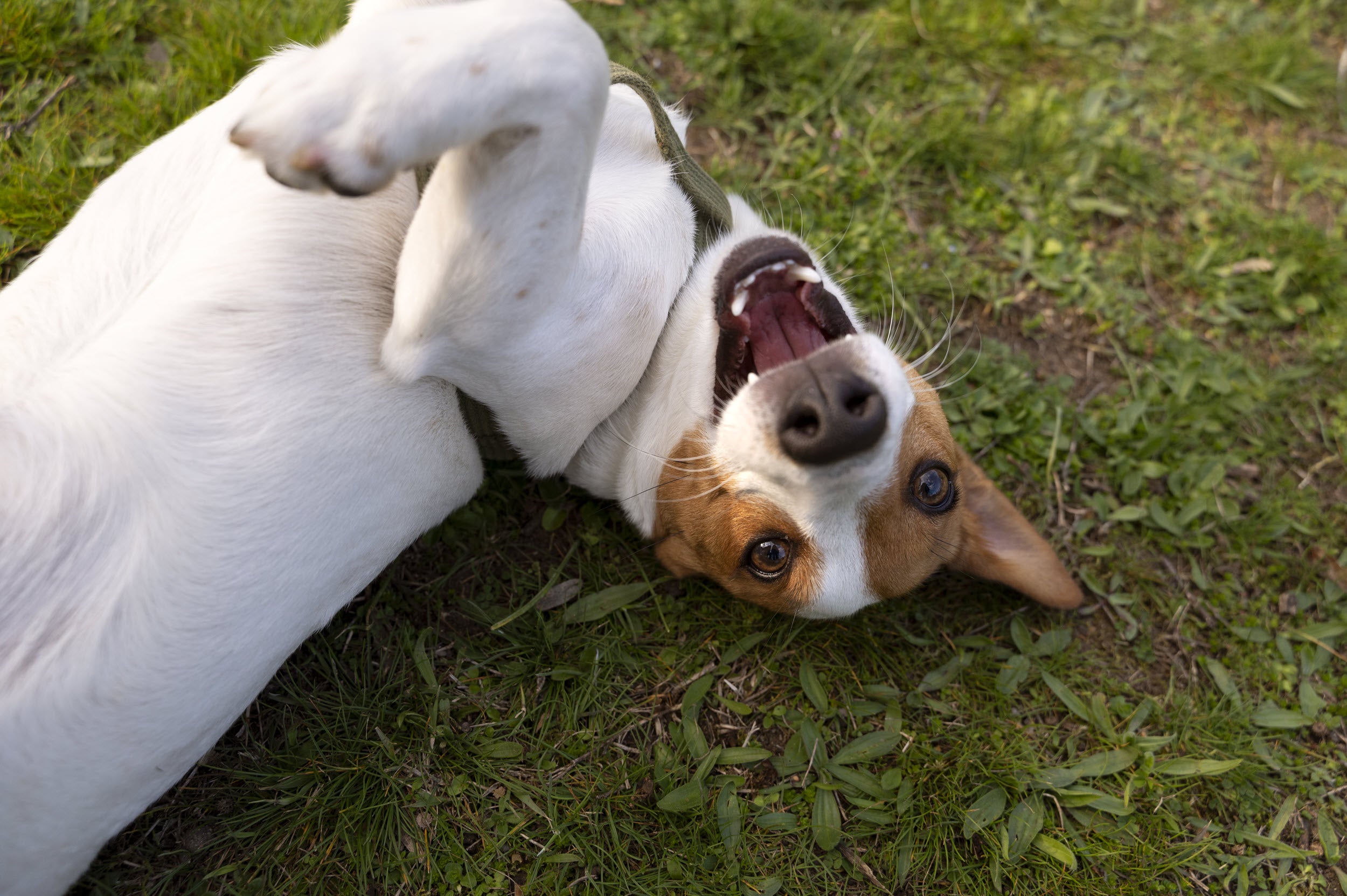 Krampfanfälle bei Hunden