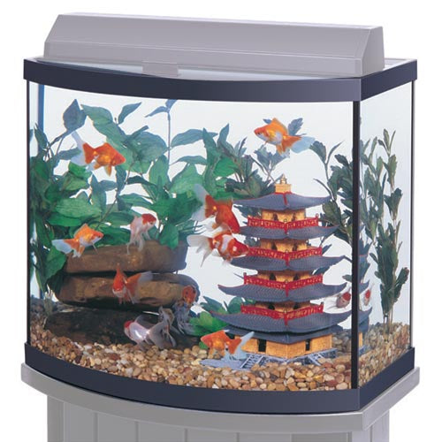 40 gallon breeder aquarium 36x18x16 (Seapora, Aqueon, Marineland)