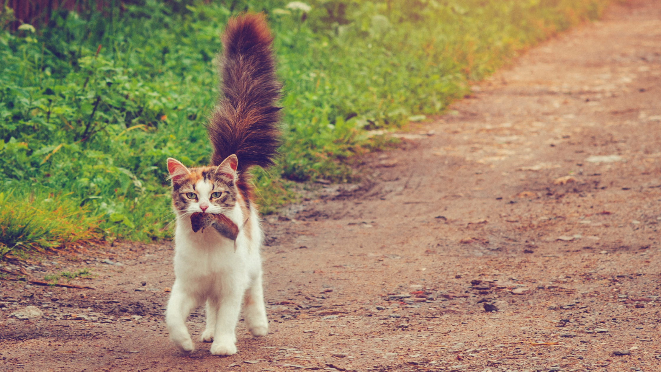 Fünf Liebessprachen für Katzen