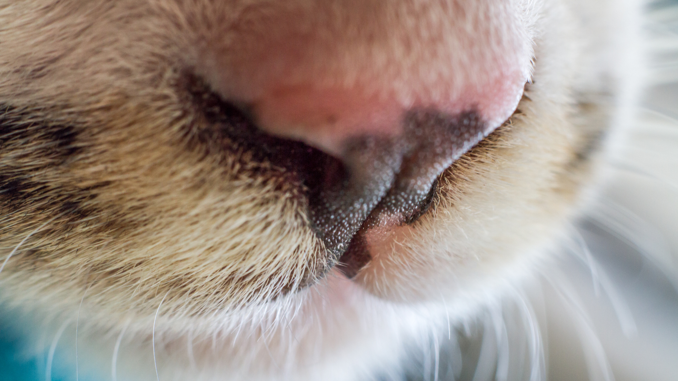 awesome facts about cat nose freckles