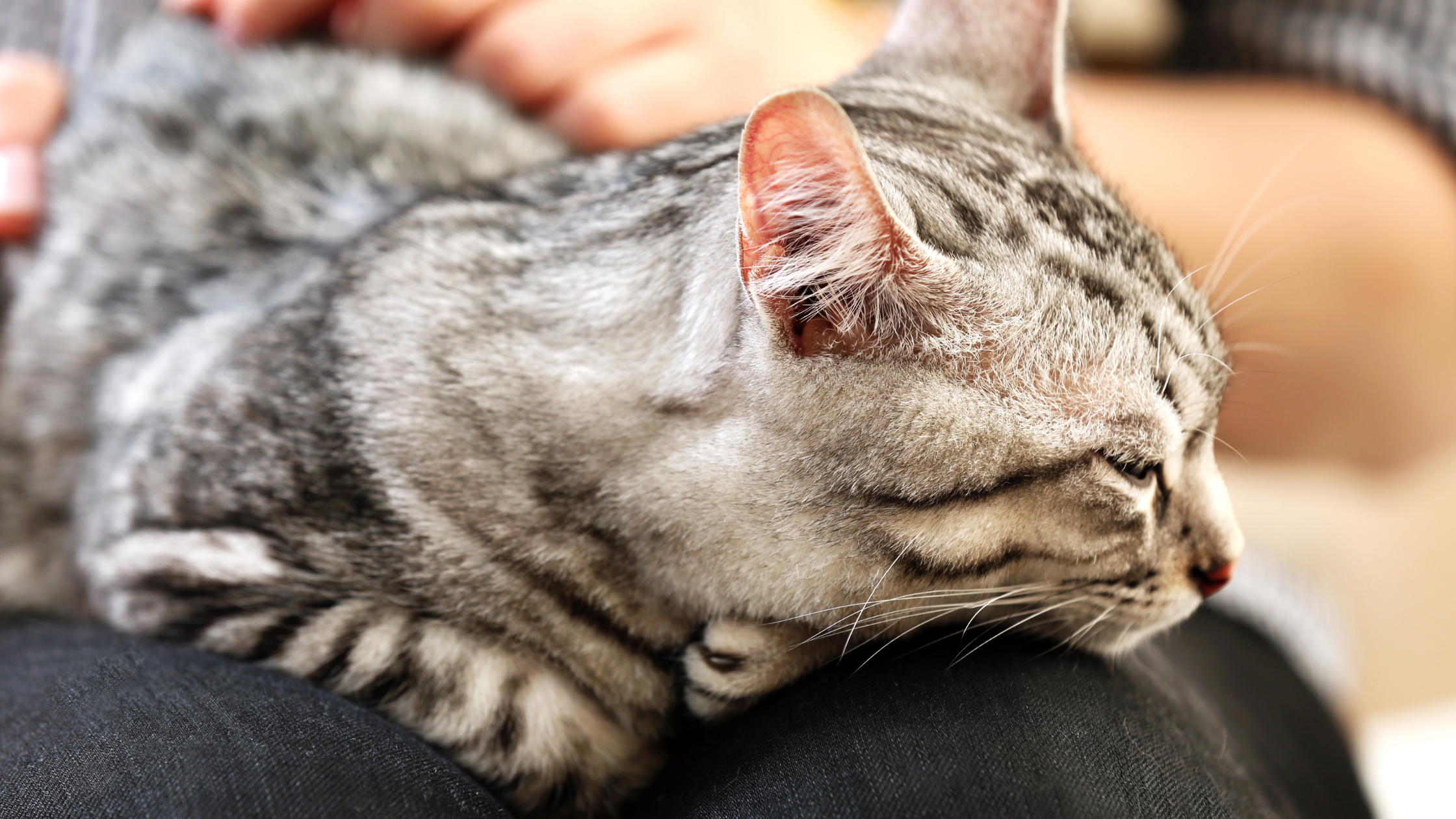 why do grown cats knead