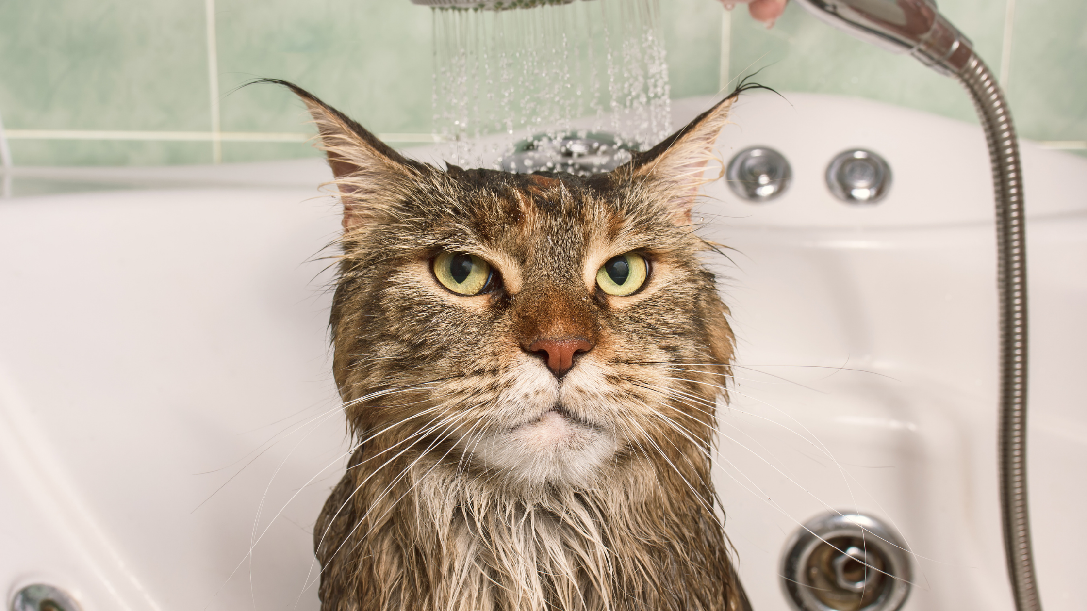 Включи теплую воду. Кот под душем. Котик в ванной. Мокрая кошка. Кот под краном.