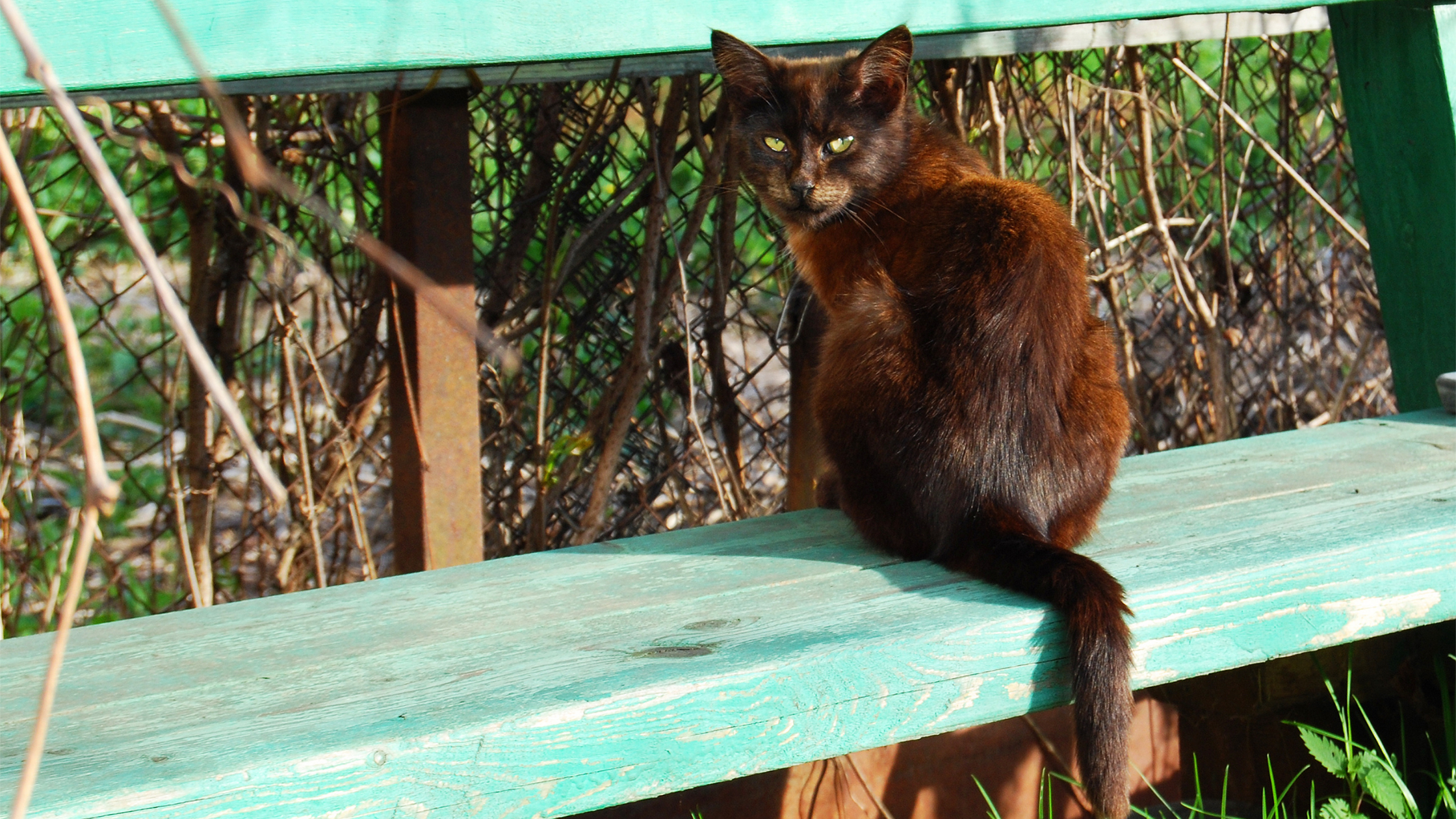 a chocolate colored cat