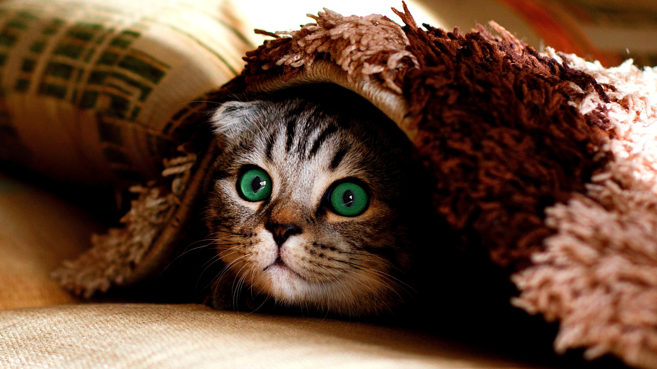 cute cat under a blanket