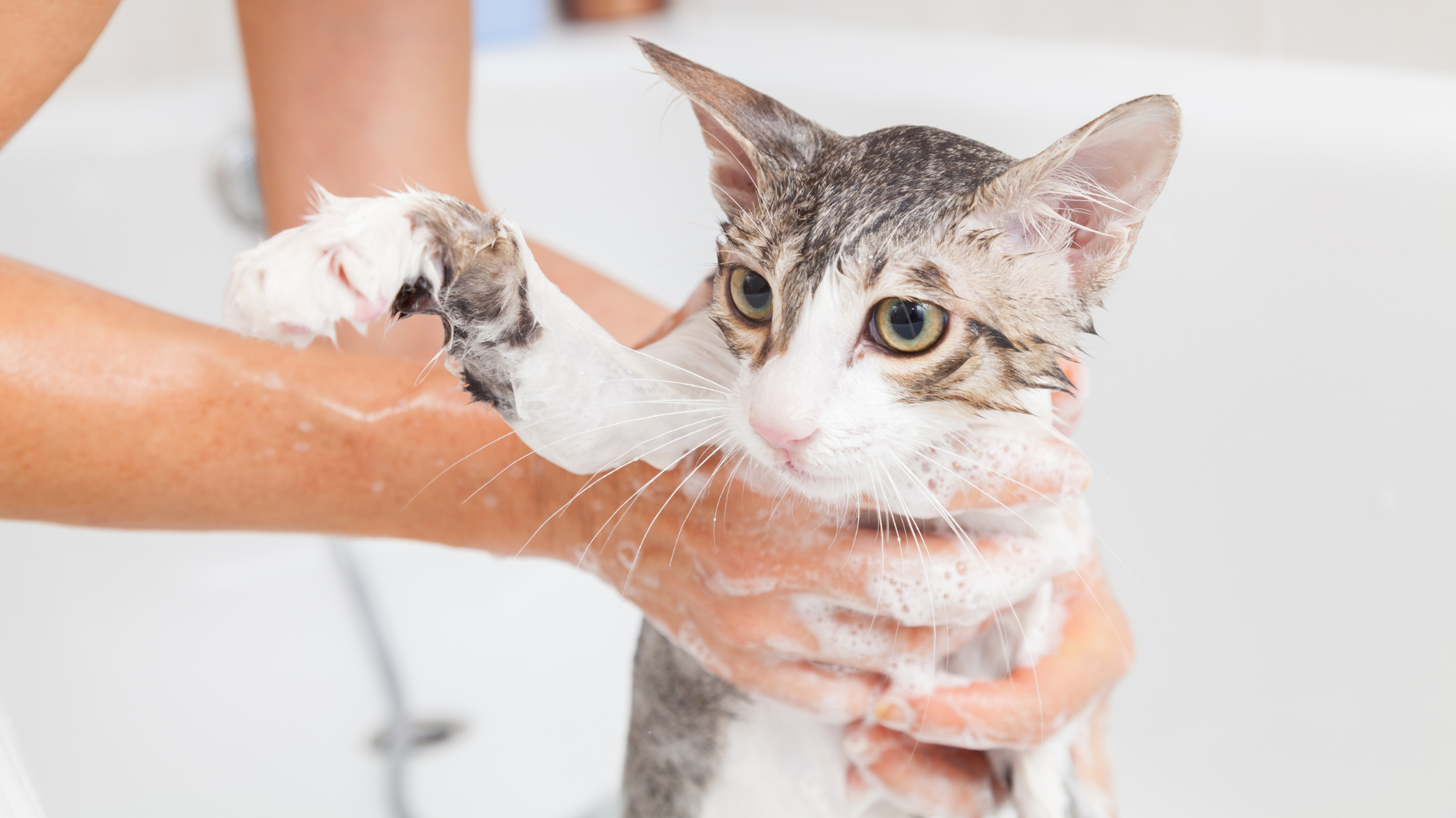 a  person holding a wet cat in the bath tub