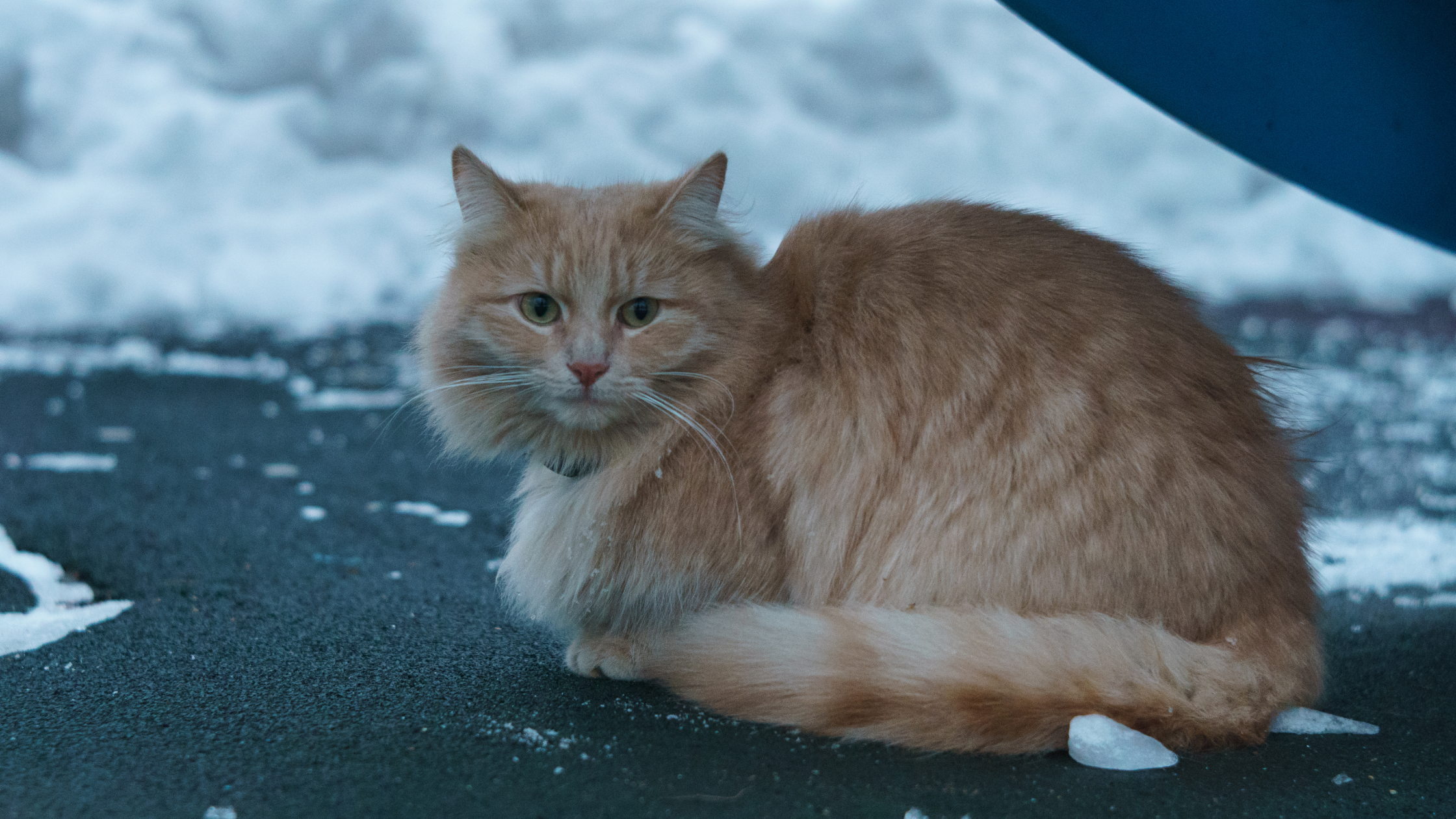 Other Winter Safety Tips for Stray Cats