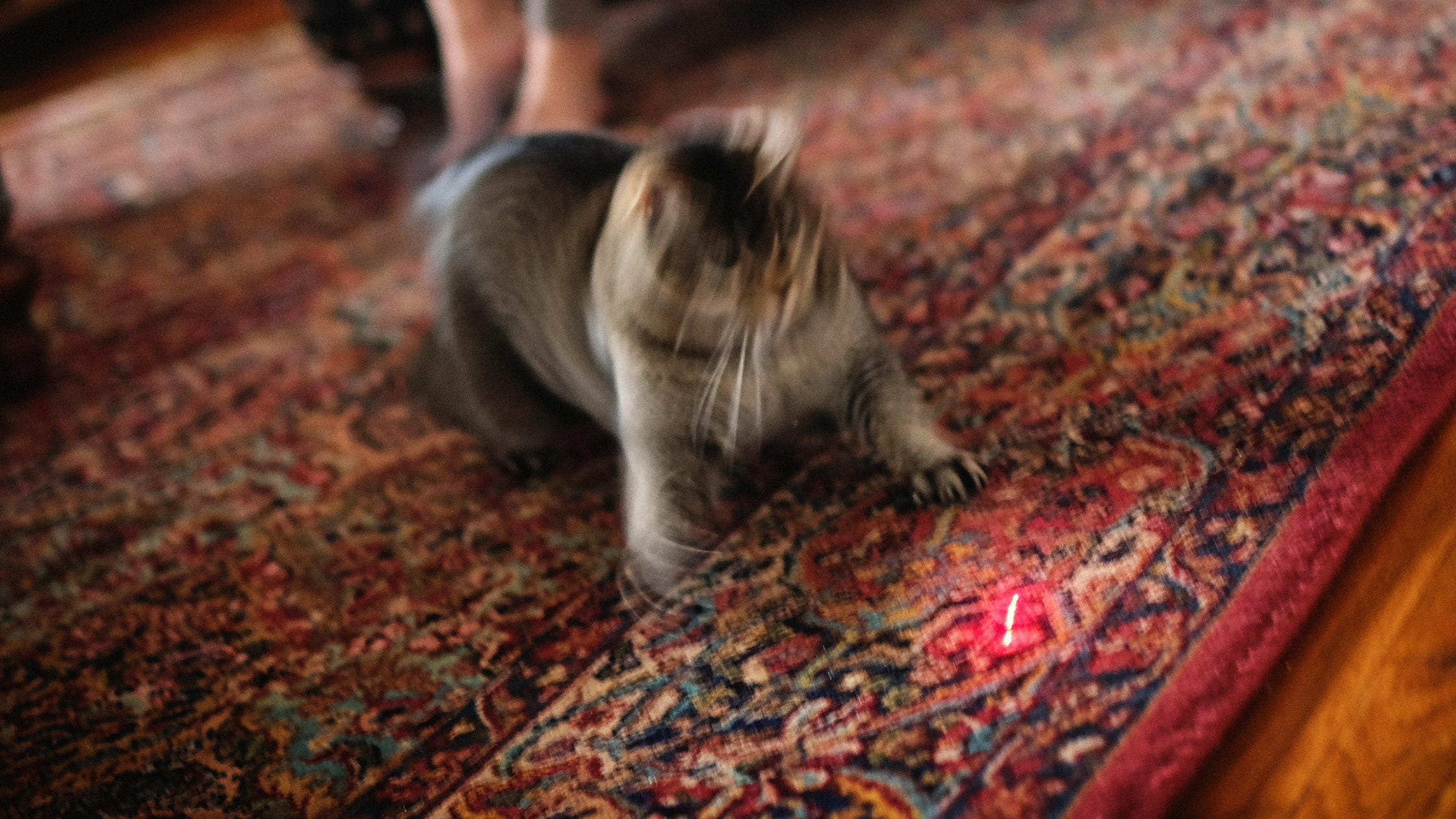 a tabby cat chasing a red laser dot on the carpet