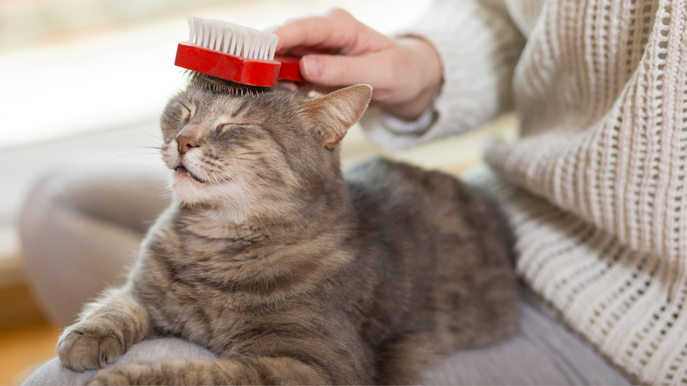 Woman brushing a tabby cat using a red comb