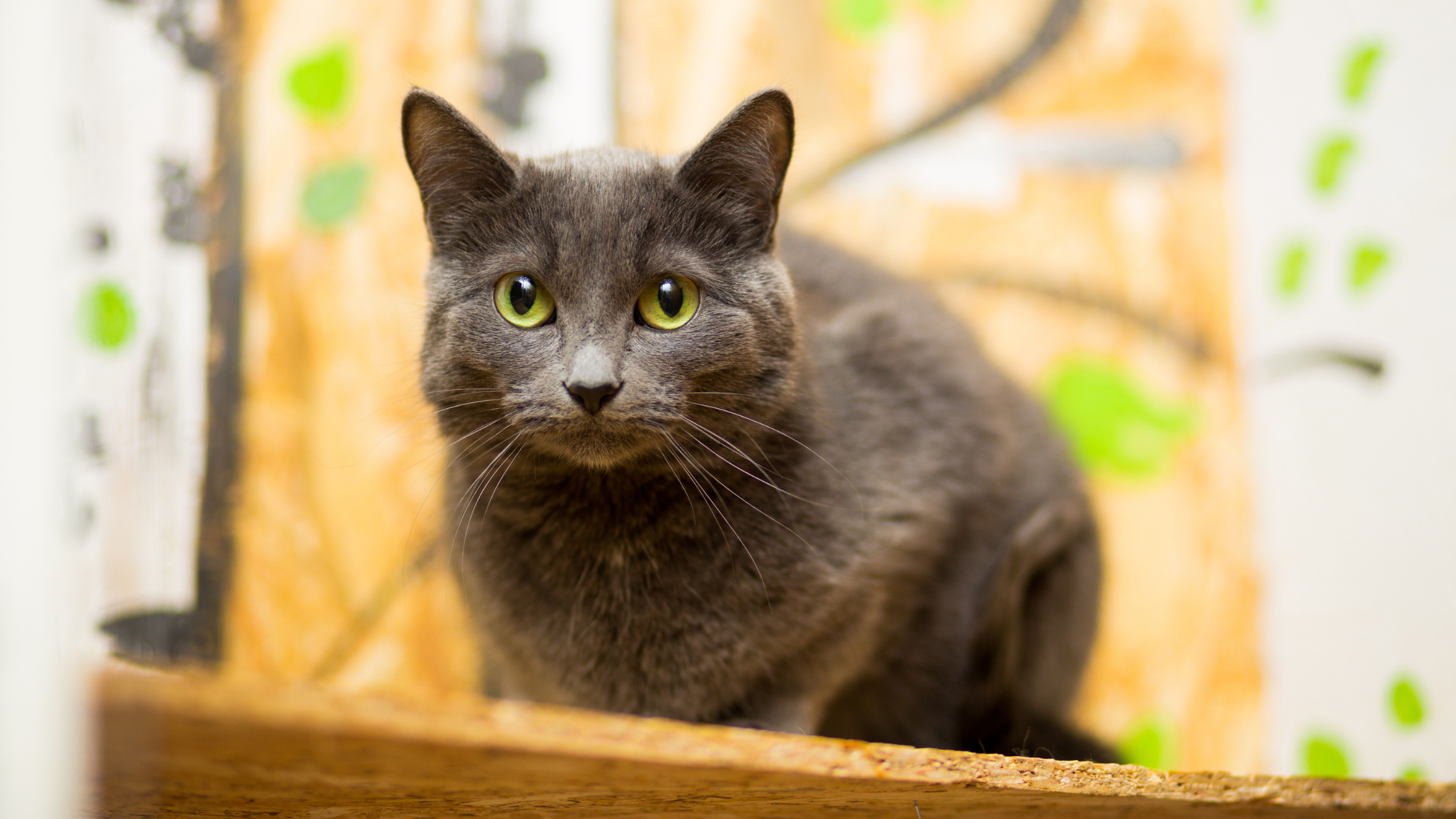 a cinnamon colored cat