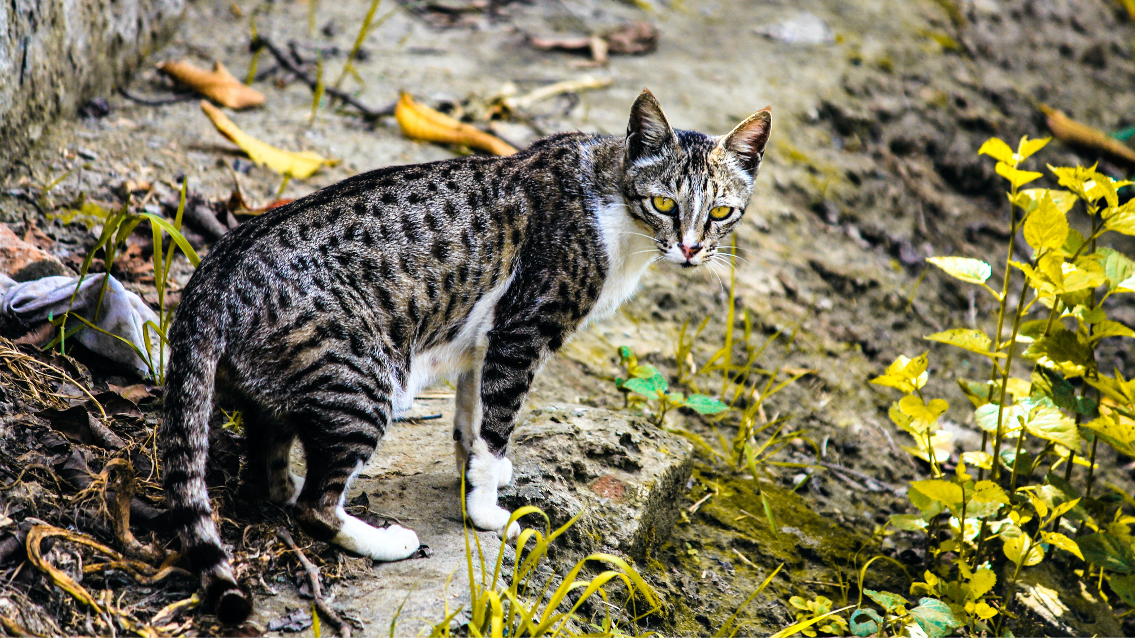 Photo by Hardeep Bhagat from Pexels