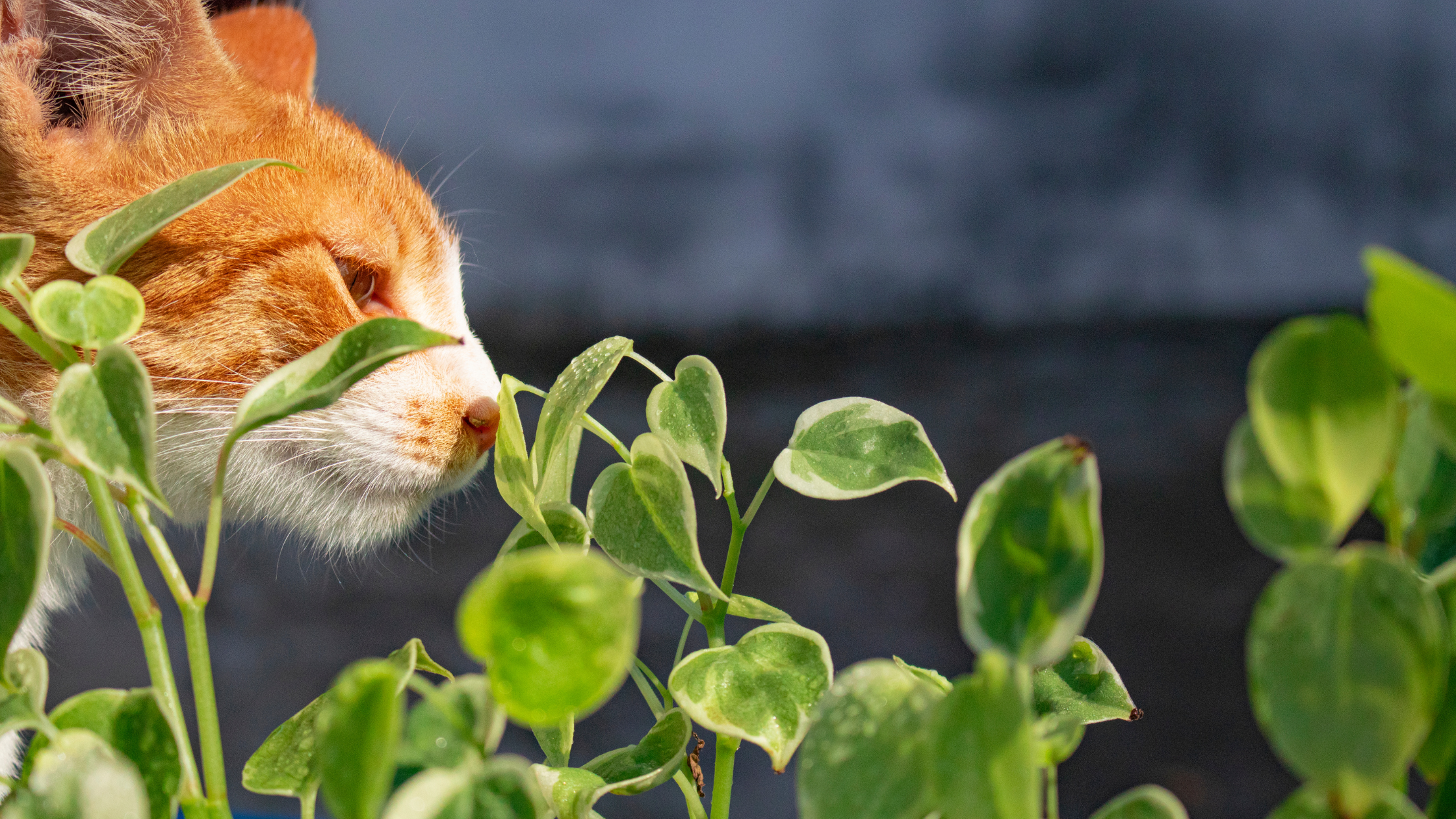 welche Gerüche hassen Katzen