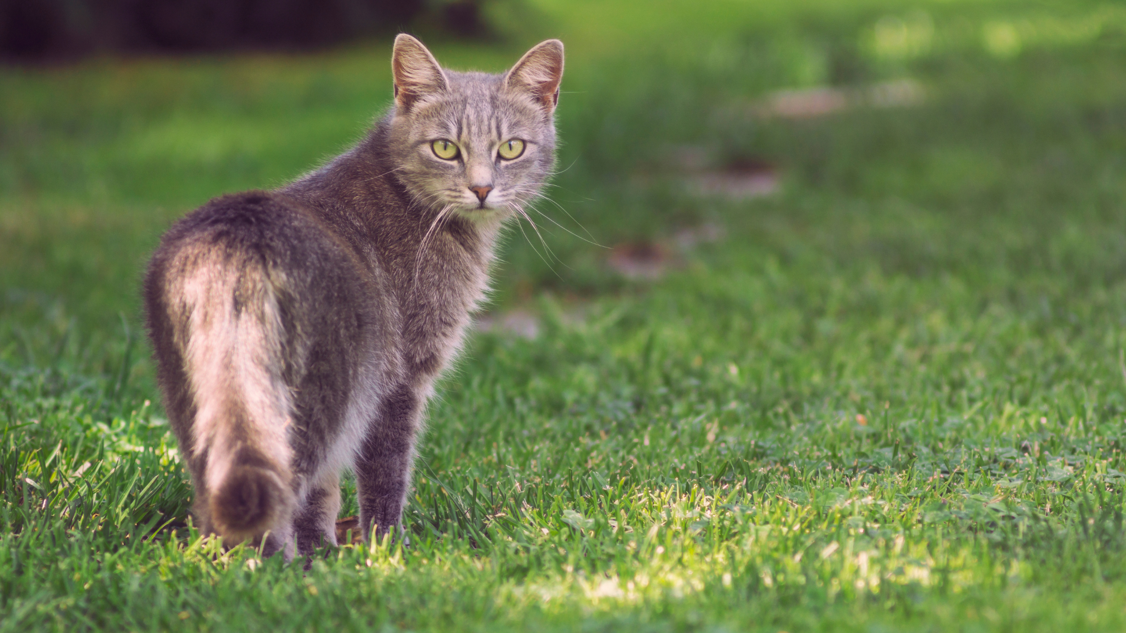 why do cats arch their backs