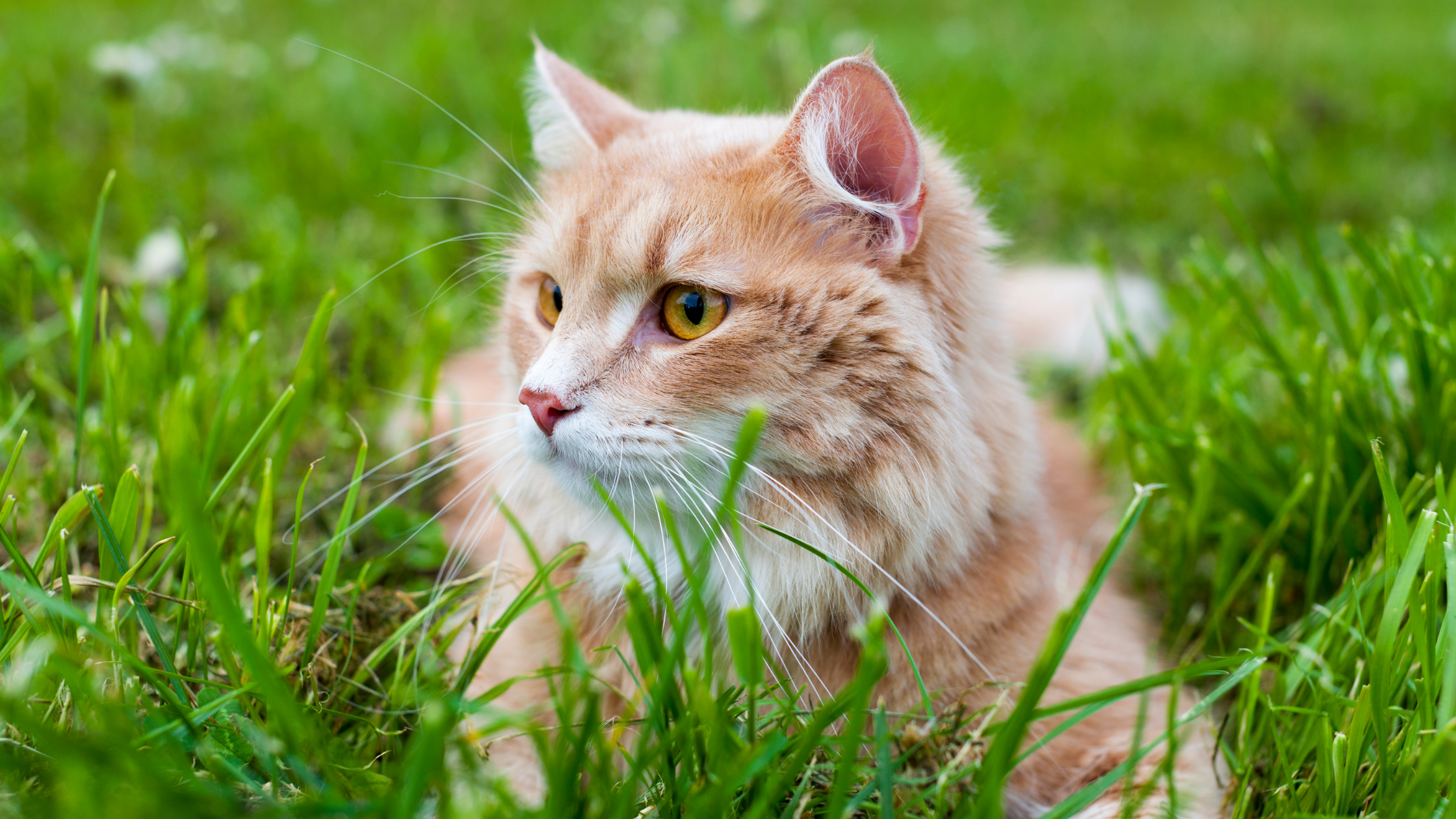 razas de gatos hipoalergénicas