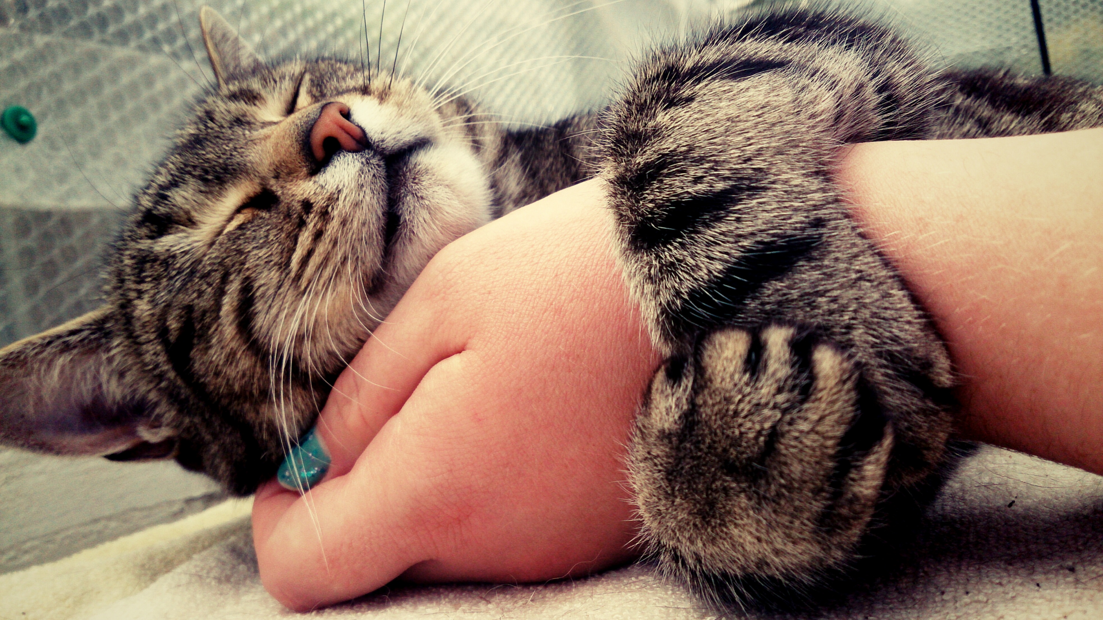 Мурчание котика. Котенок на руках. Котик обнимает человека. Держит кота. Котик обнимает руку.