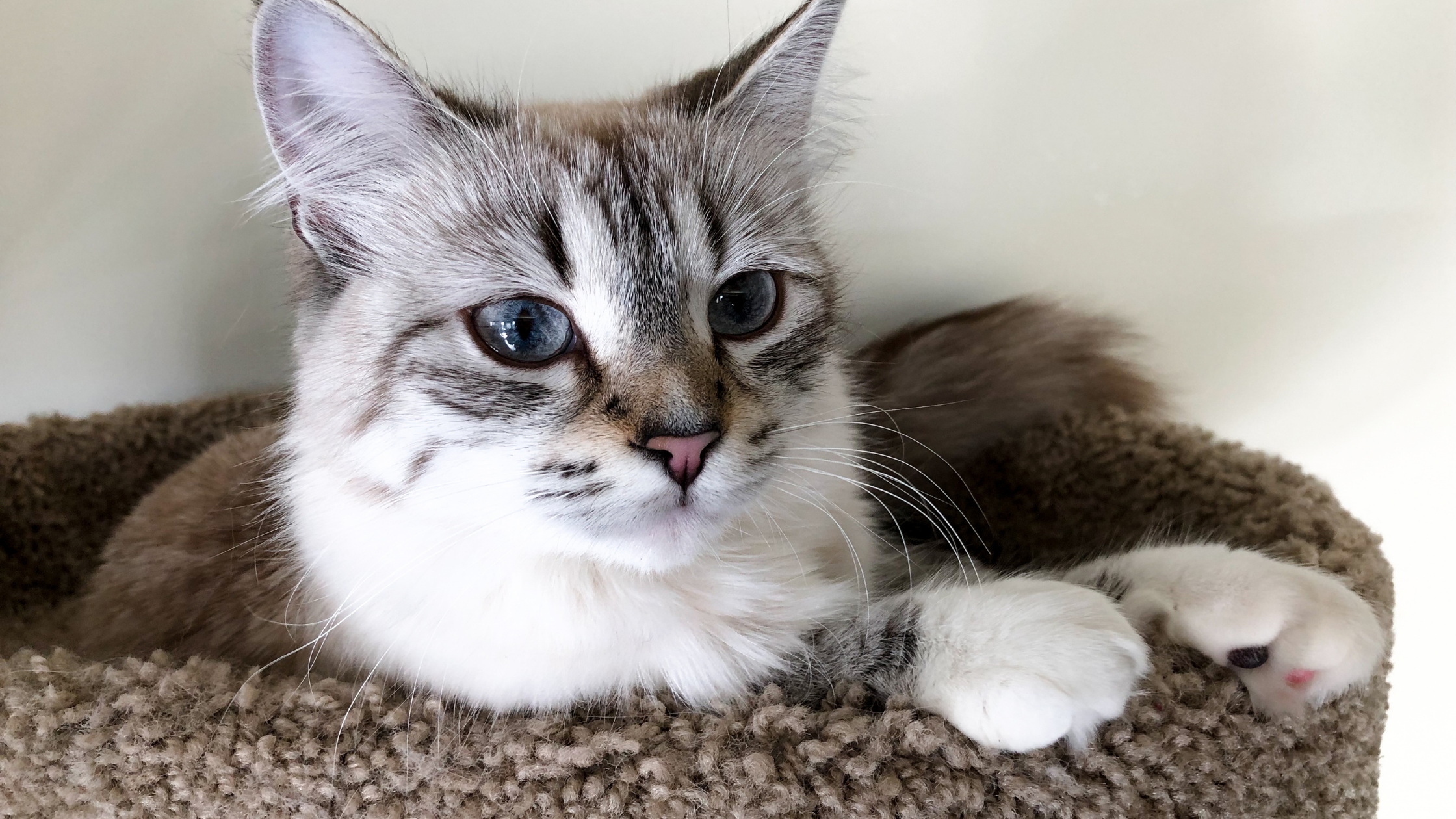 a grey cat resting on a Do-It-Yourself cat tree