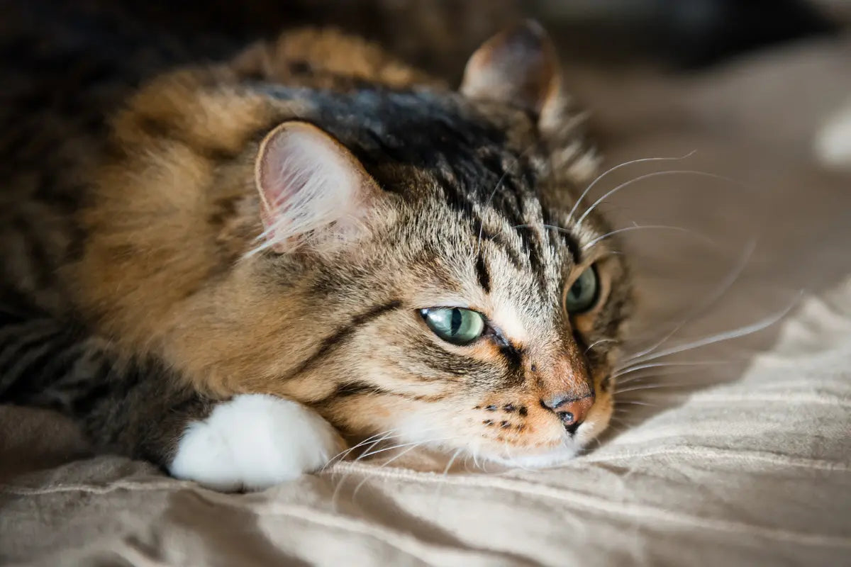 a cat laying on top of a bed