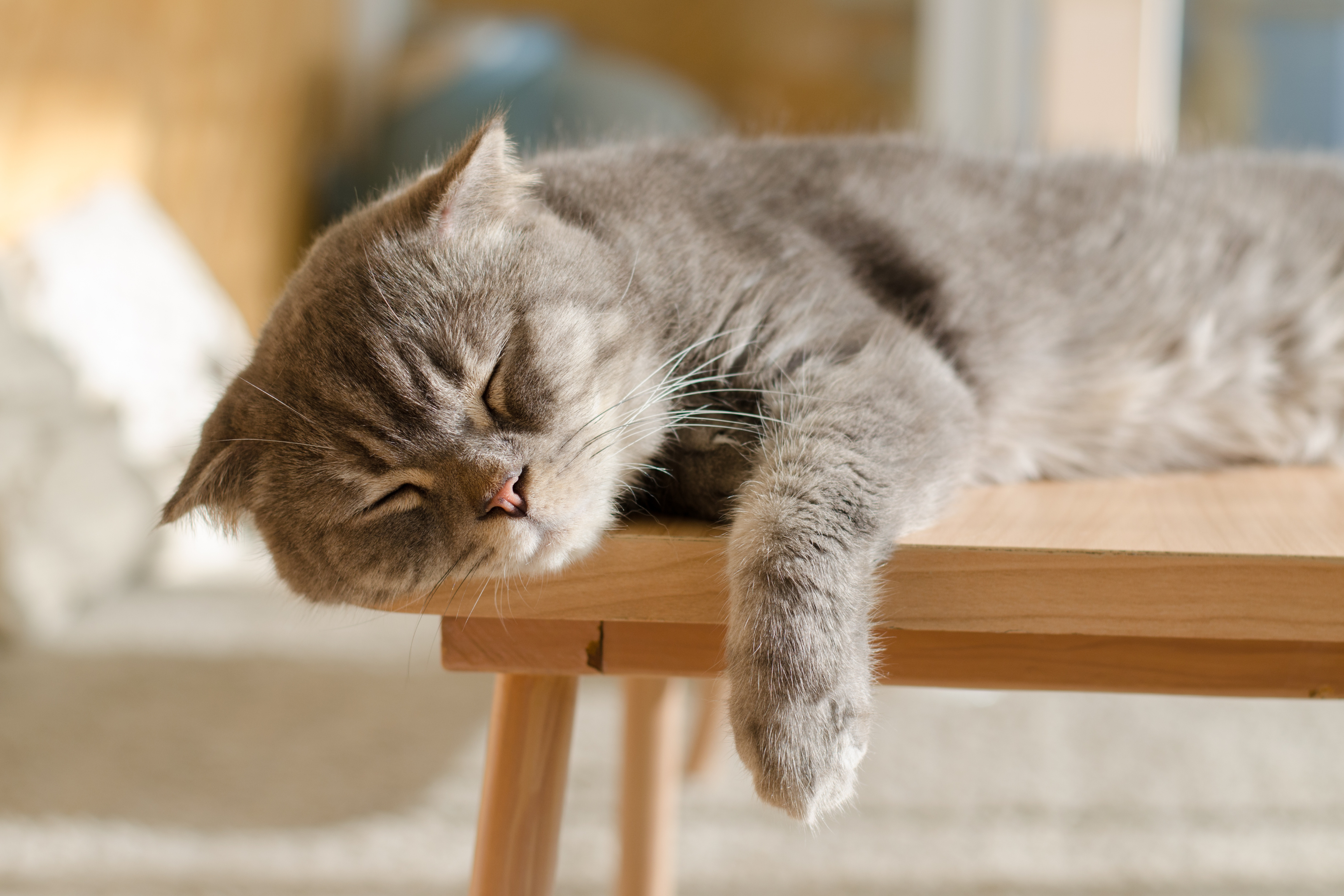 cat sleeping on edge of a table