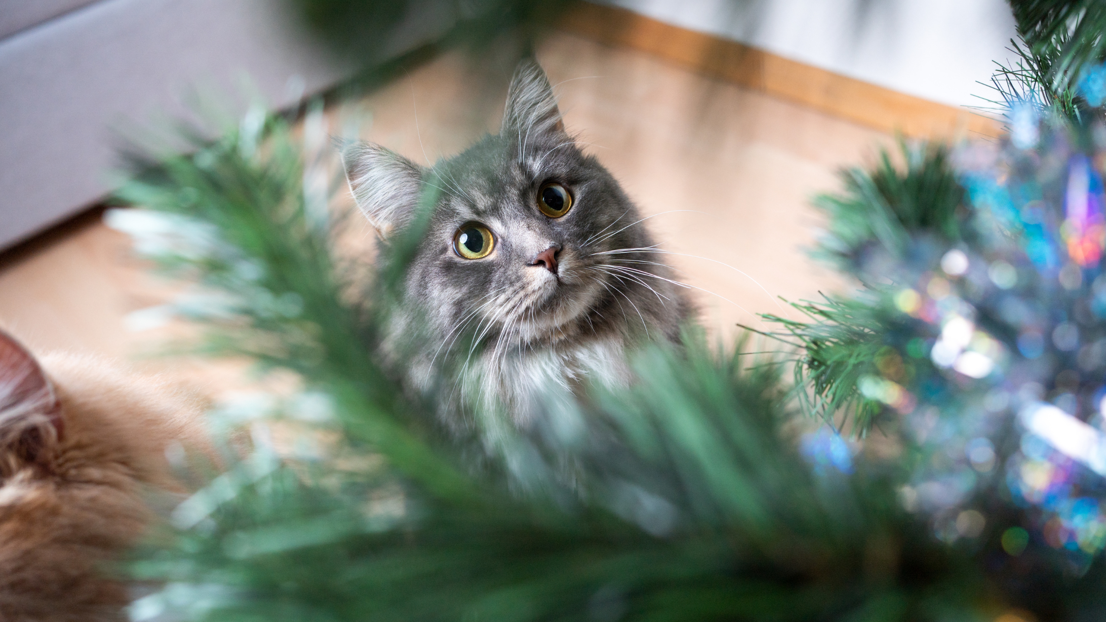 a cat looking up on a christmas tree