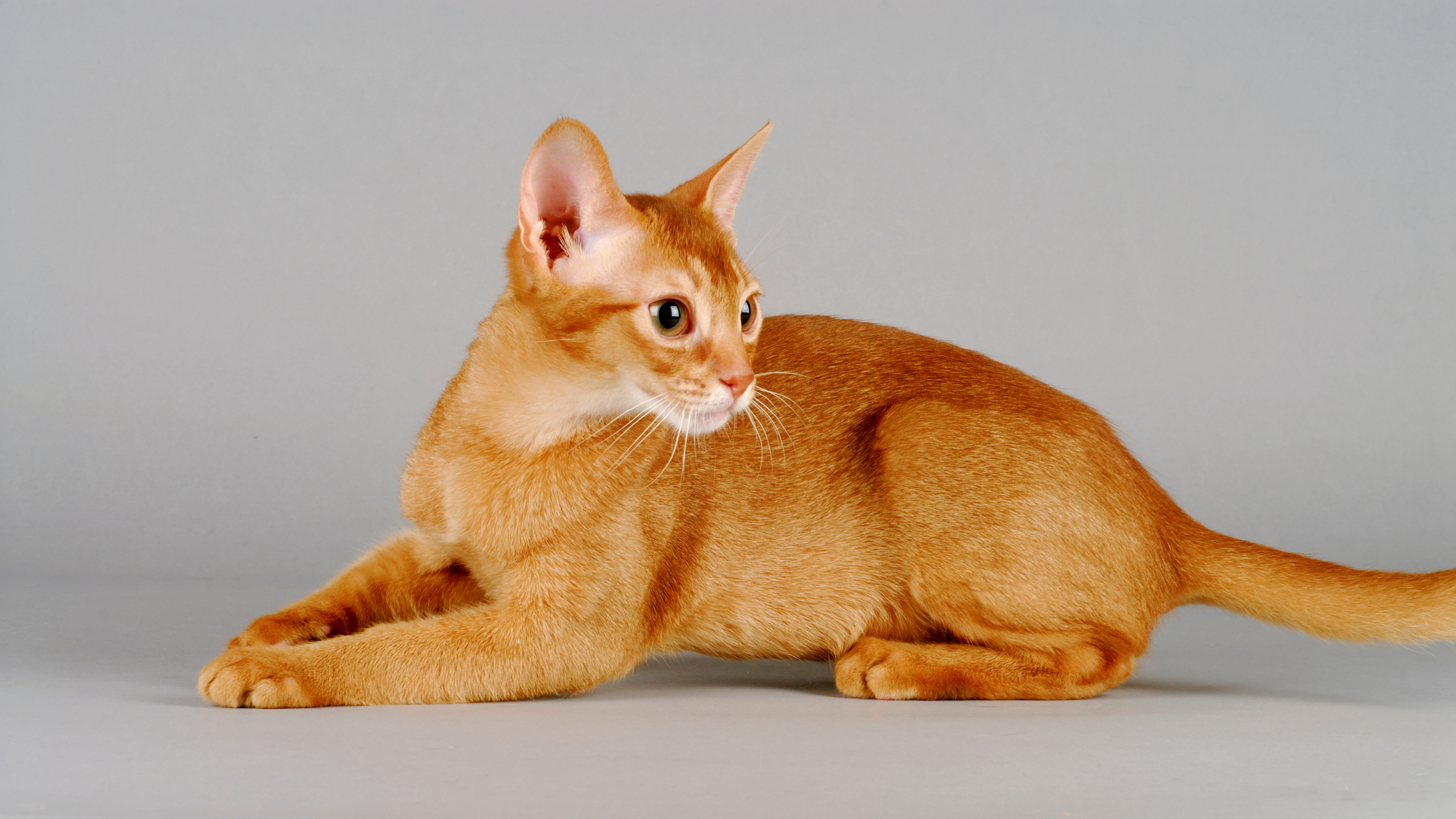 abyssinian cat