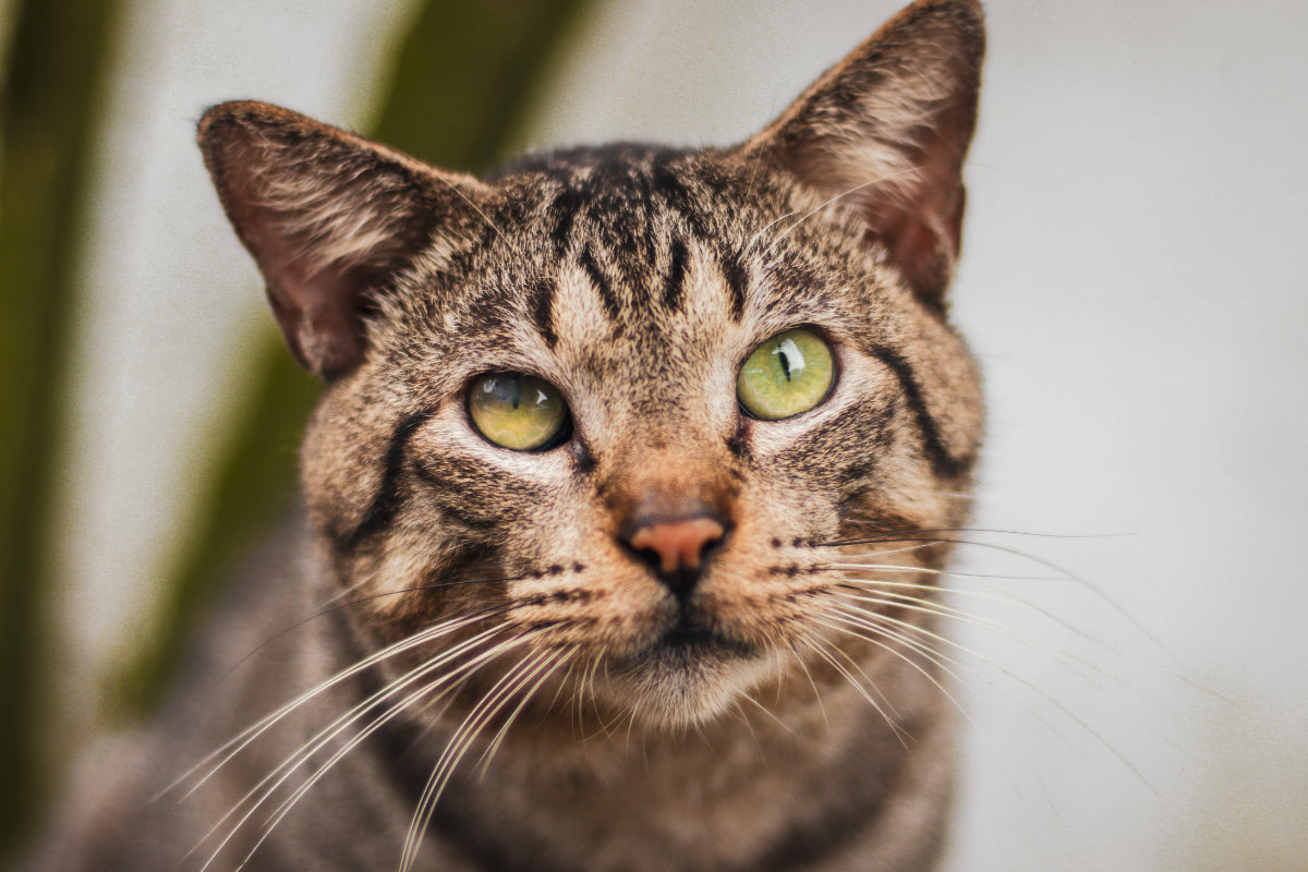 close up to tabby cat face