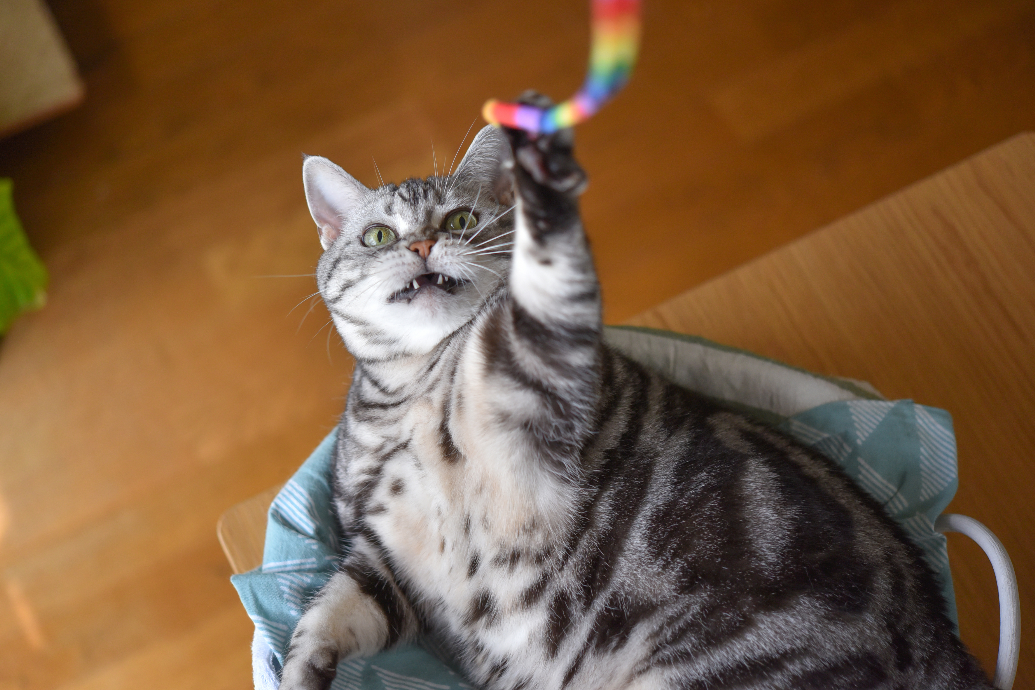 cat playing with wand cat toy