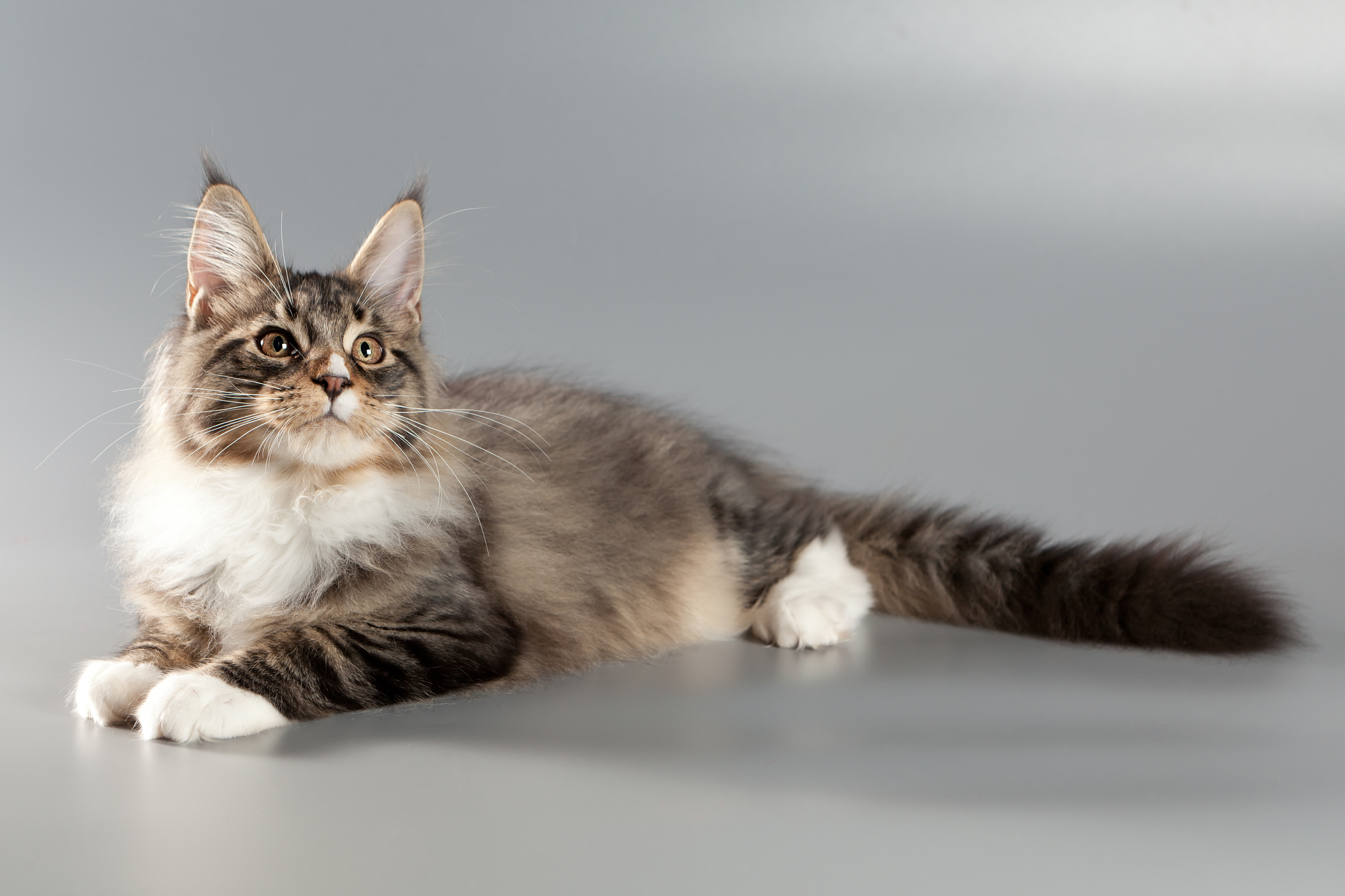 a long haired cat sitting on a gray background