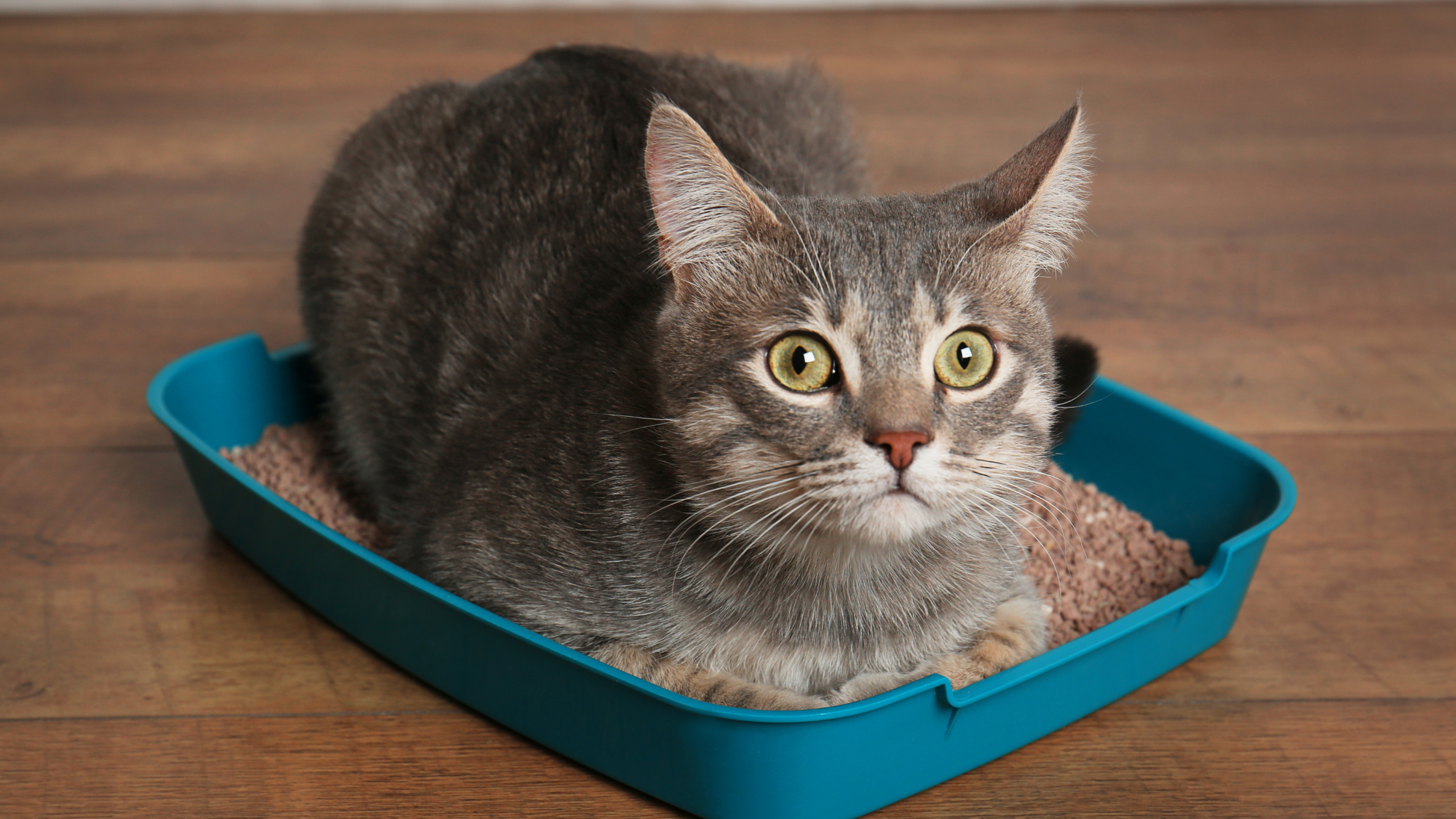 Attending To Litter Box Issues
