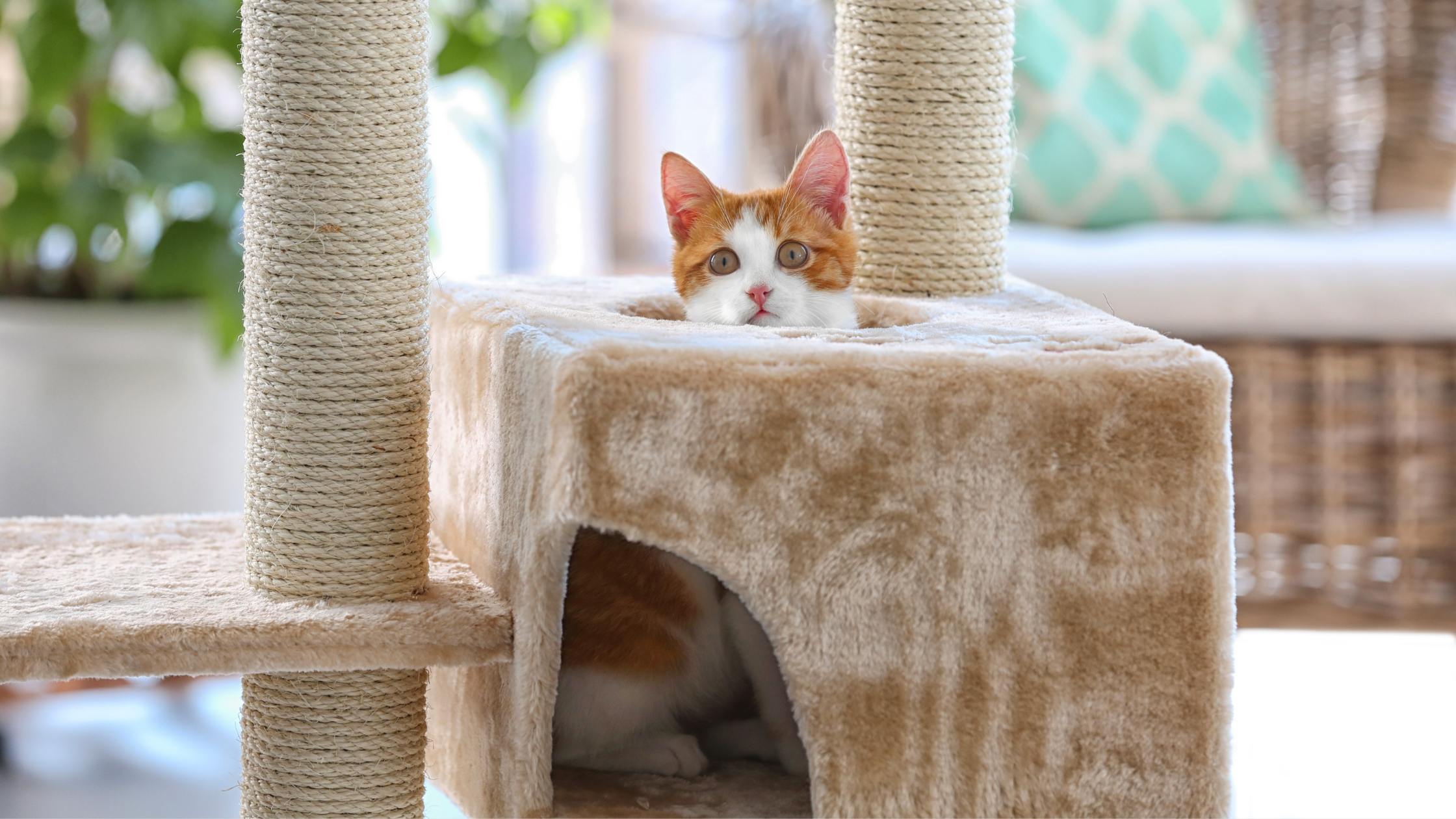 Benefits of Having a Cat Tree for Large Cats