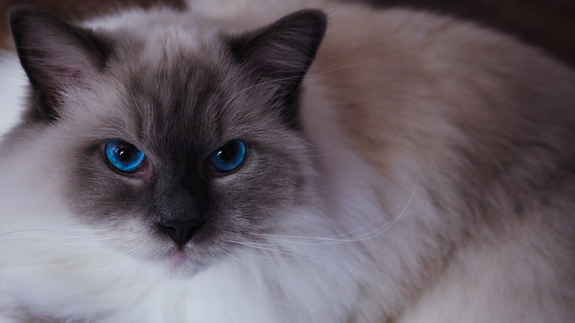 blue cat eye color