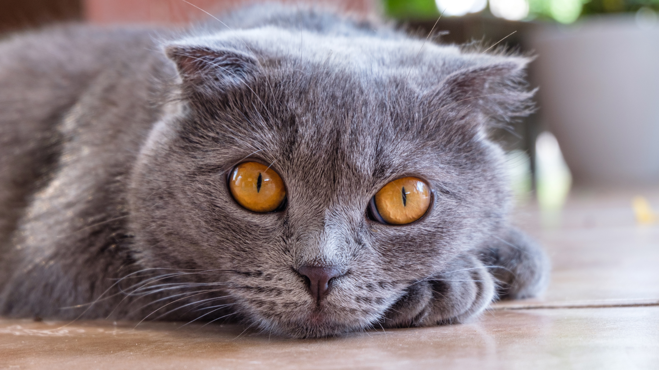 british shorthair cat