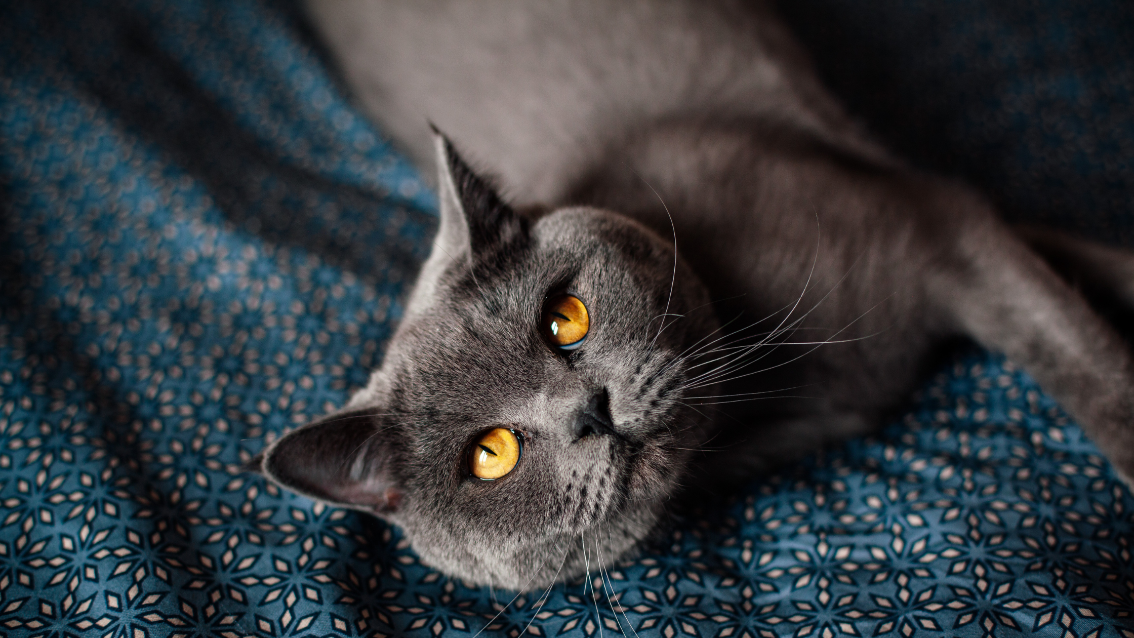 british shorthair cat