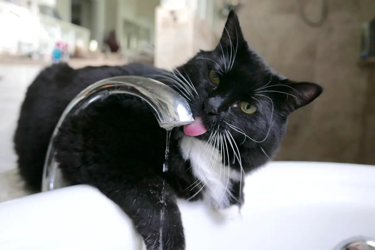 a black and white cat drinking water from a faucet