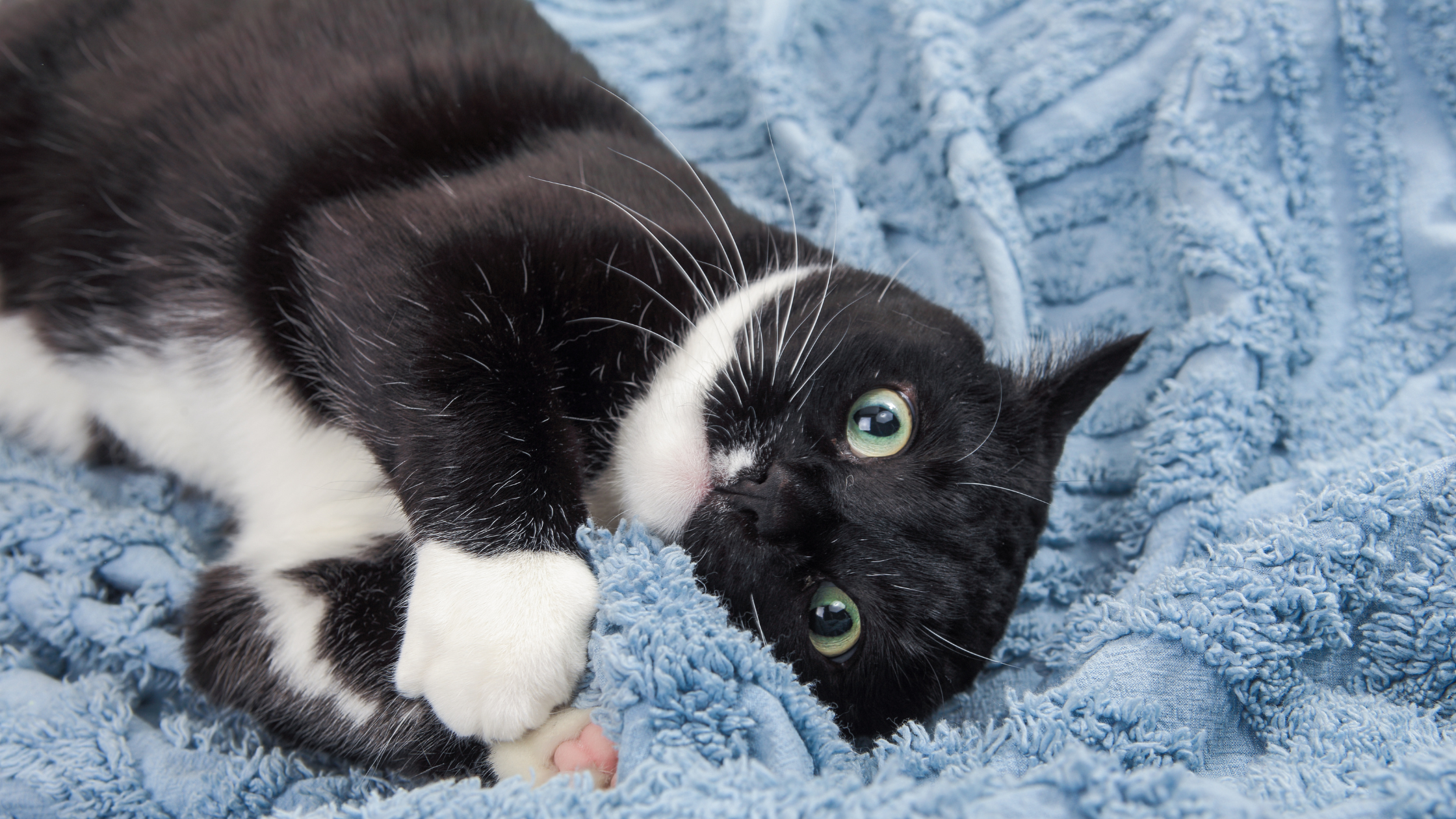Caring for Your Tuxedo Cat