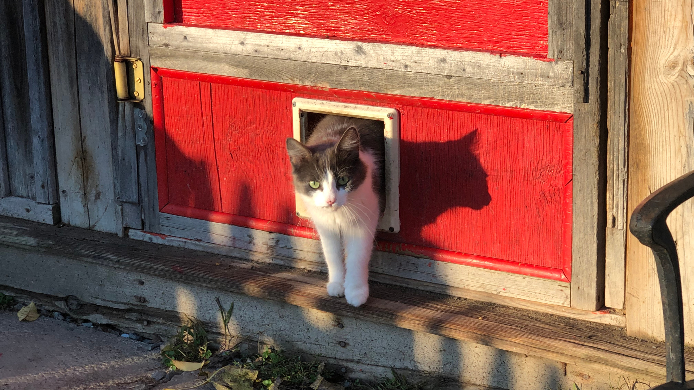 Cat Doors