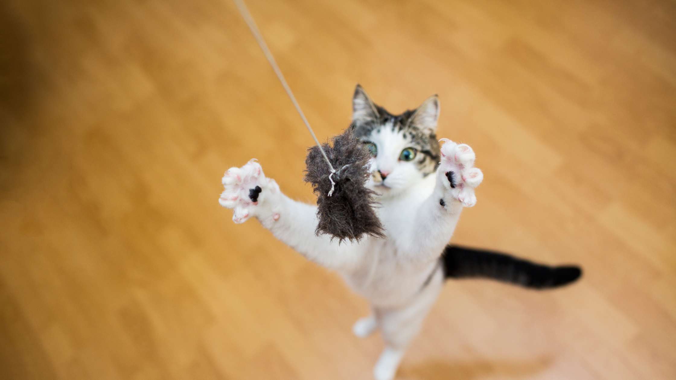 a tuxedo cat catching a cat toy mid air