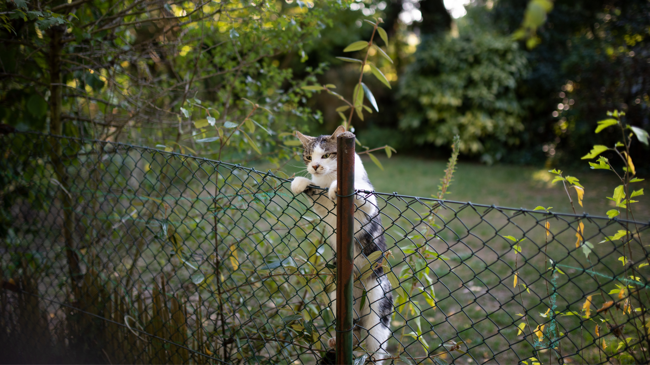 Catios and Cat Houses Cat Fences