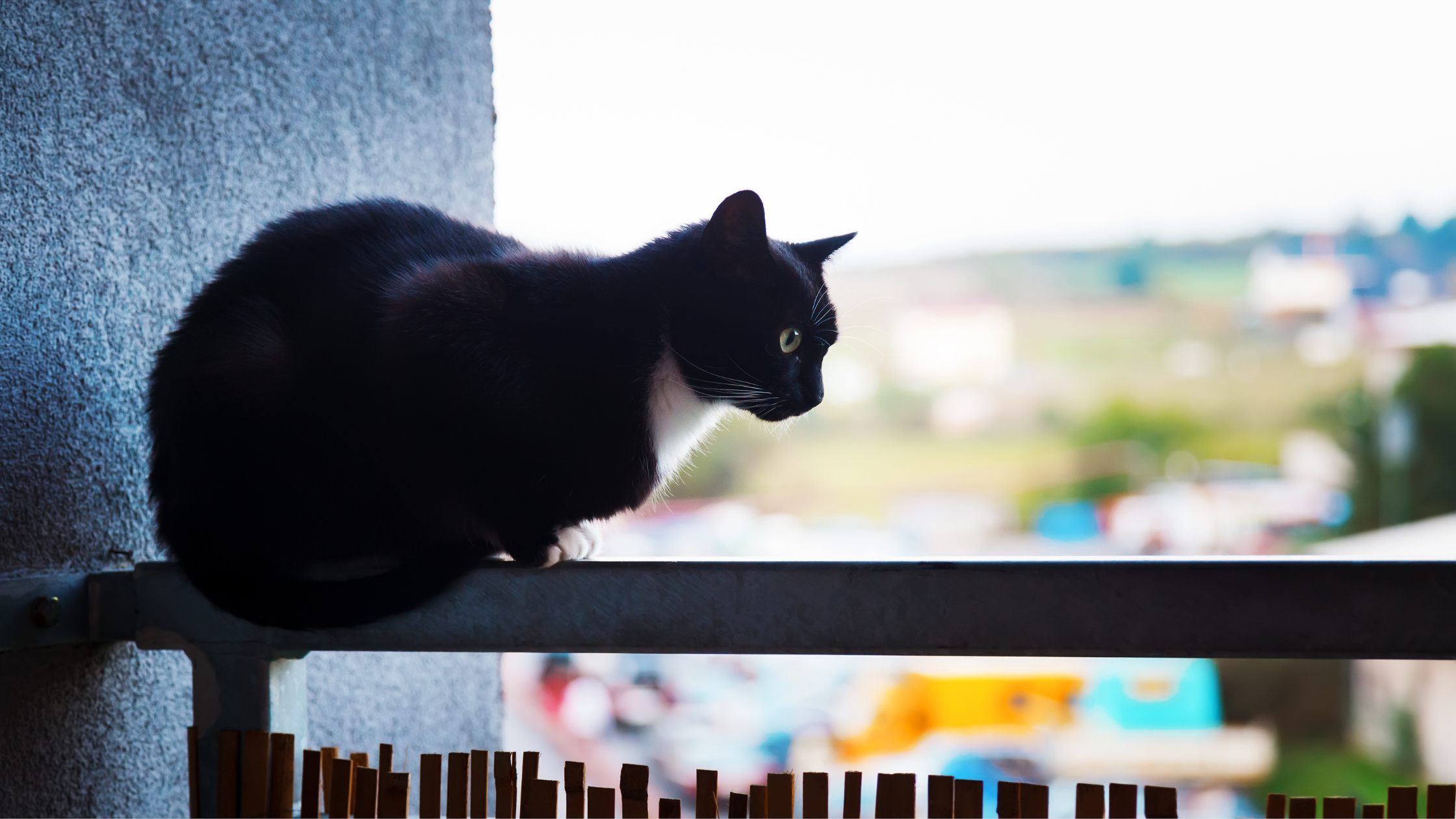 Cats Falling Off Balconies