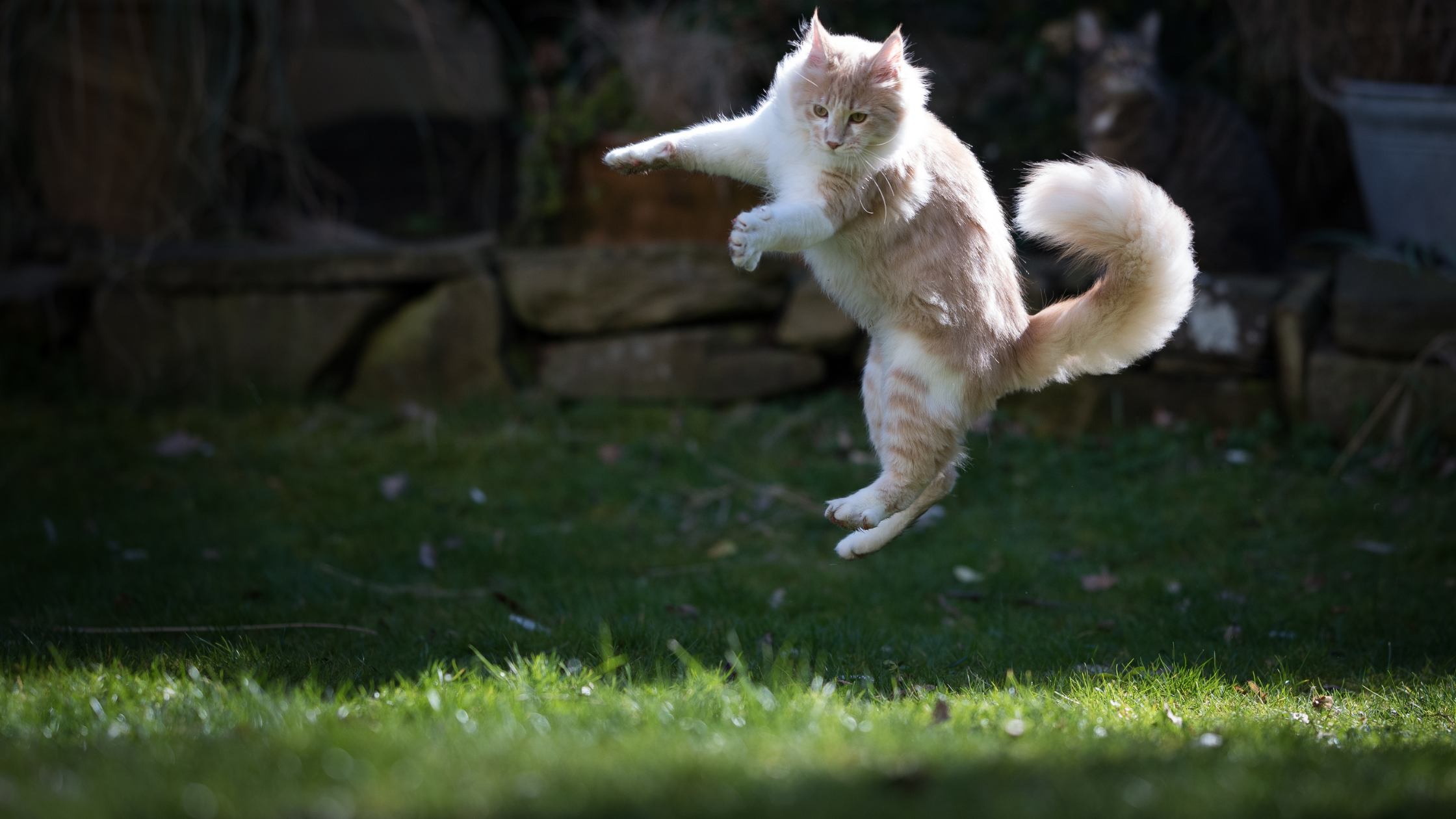 cats have incredible jumping abilities