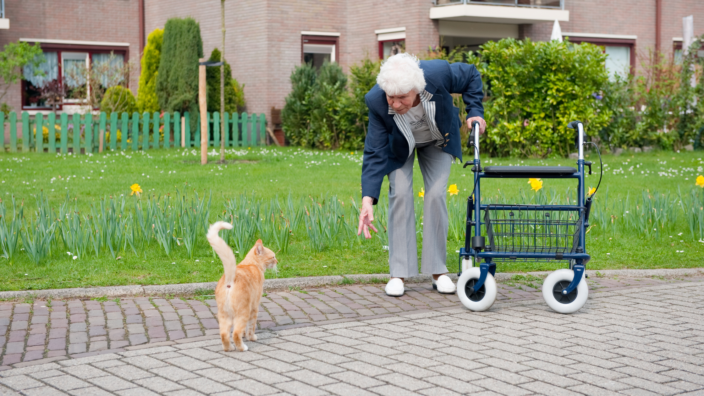 Cats are Great Companions for the Elderly