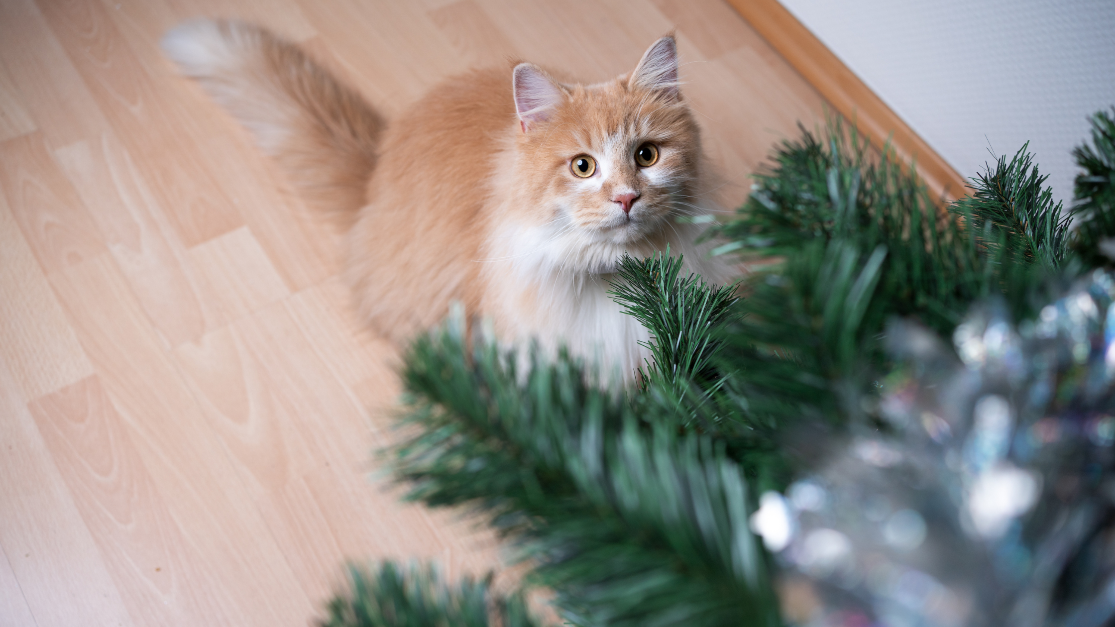 a cat looking up a christmas tree