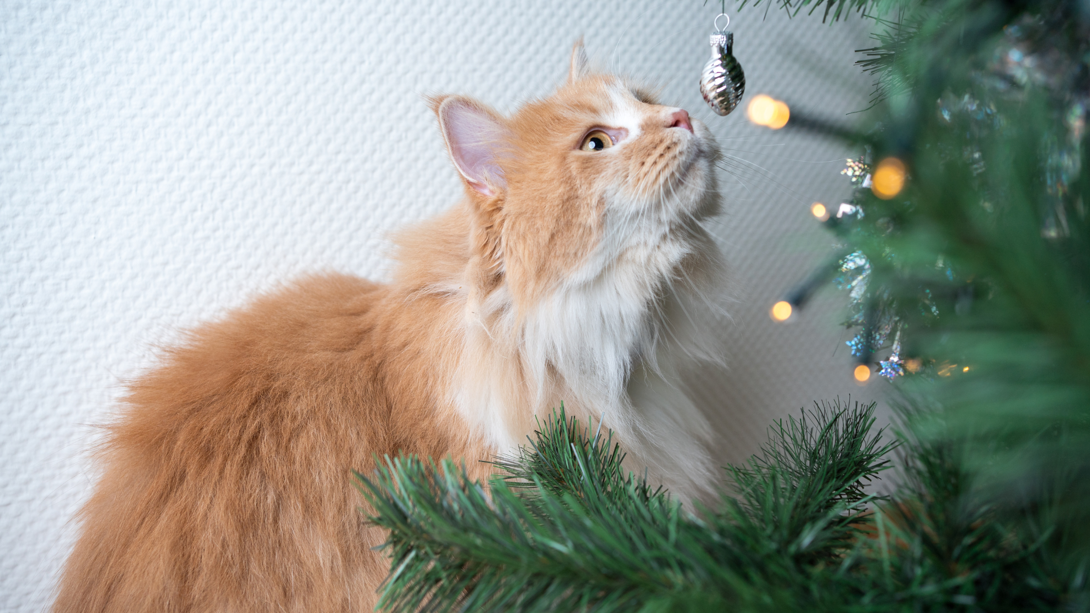 cat climbing up a christmas tree