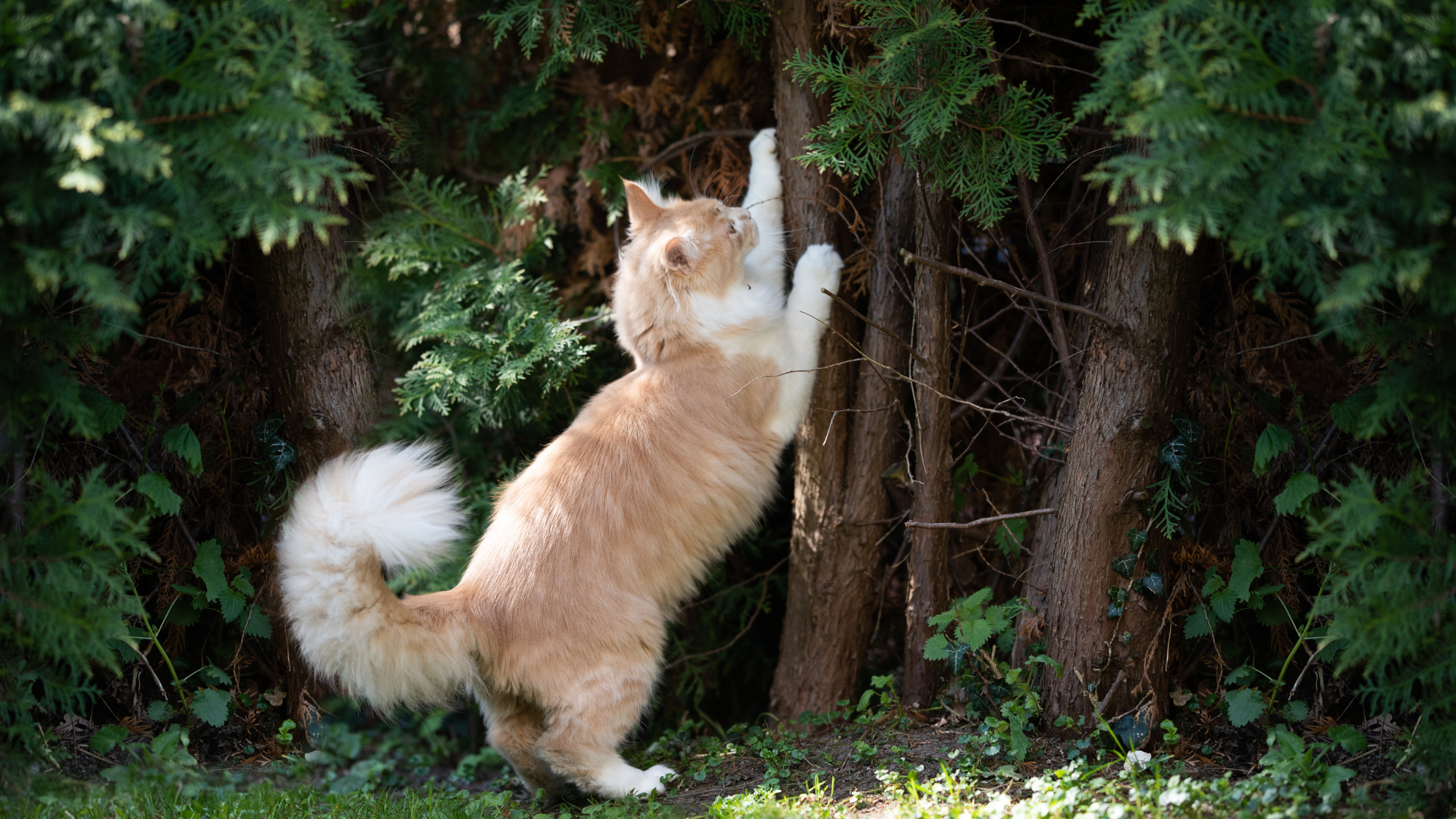 a hairy cat scratching a tree bark outside