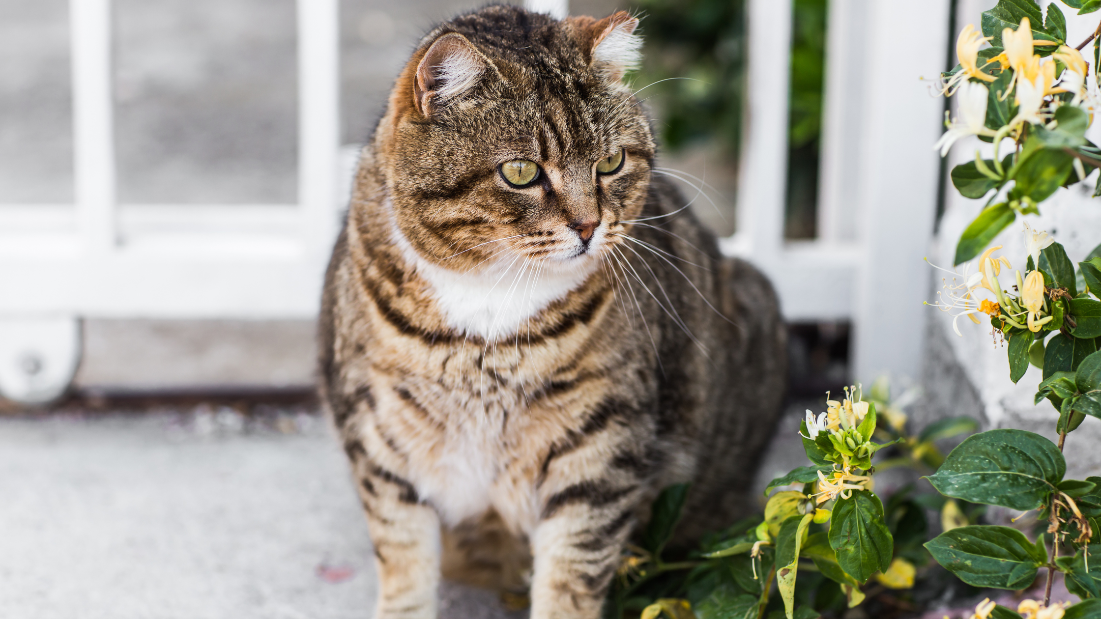 Common Health Problems Associated with Overweight Cats