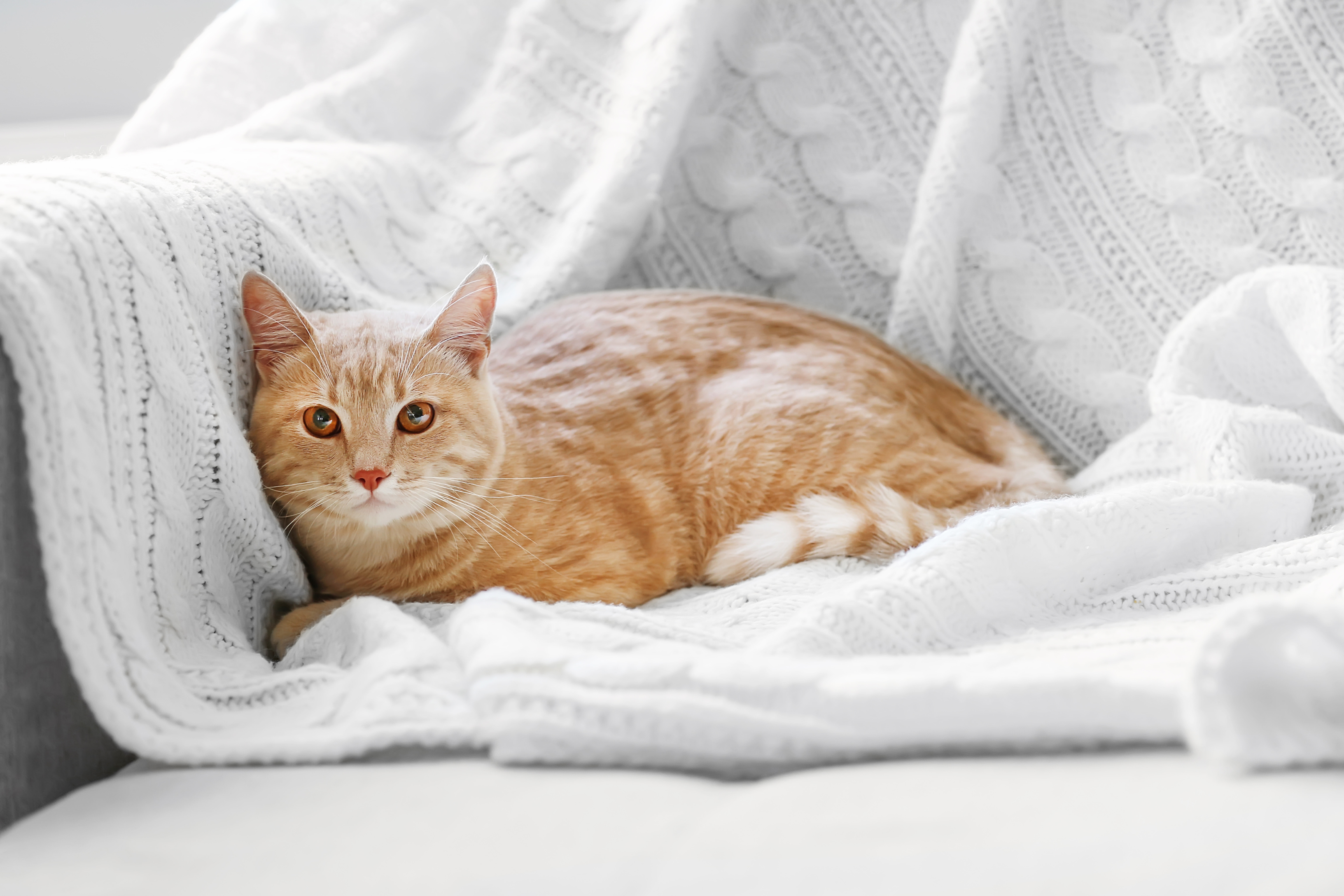 Un gato atigrado naranja tendido en un sofá blanco